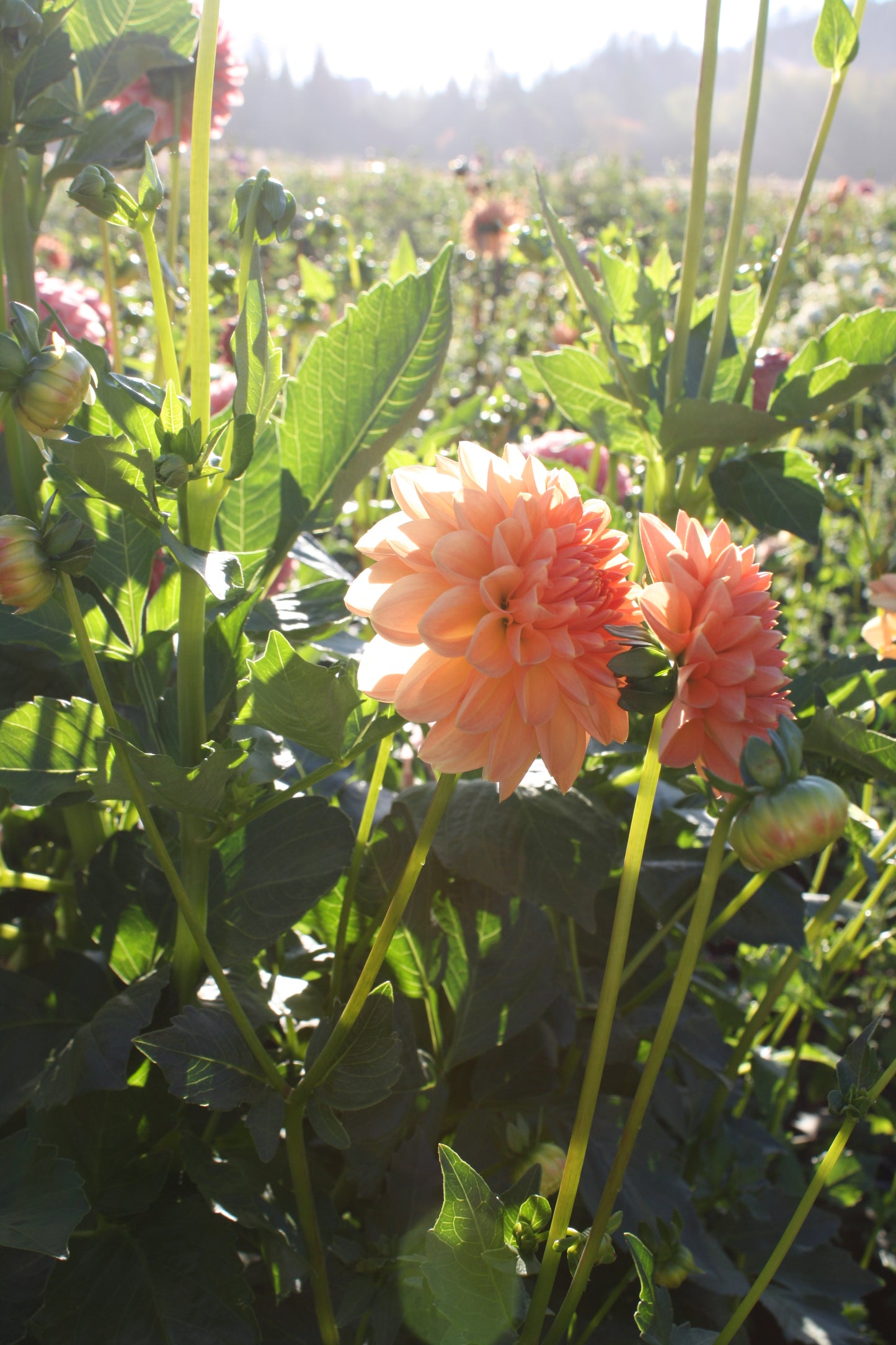 Lakeview Lucky Dahlia Tuber