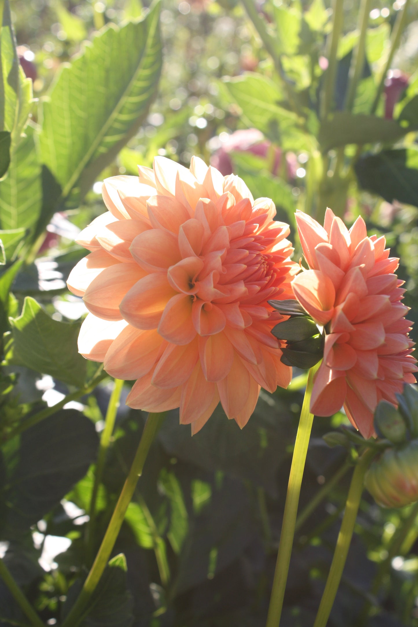 Lakeview Lucky Dahlia Tuber