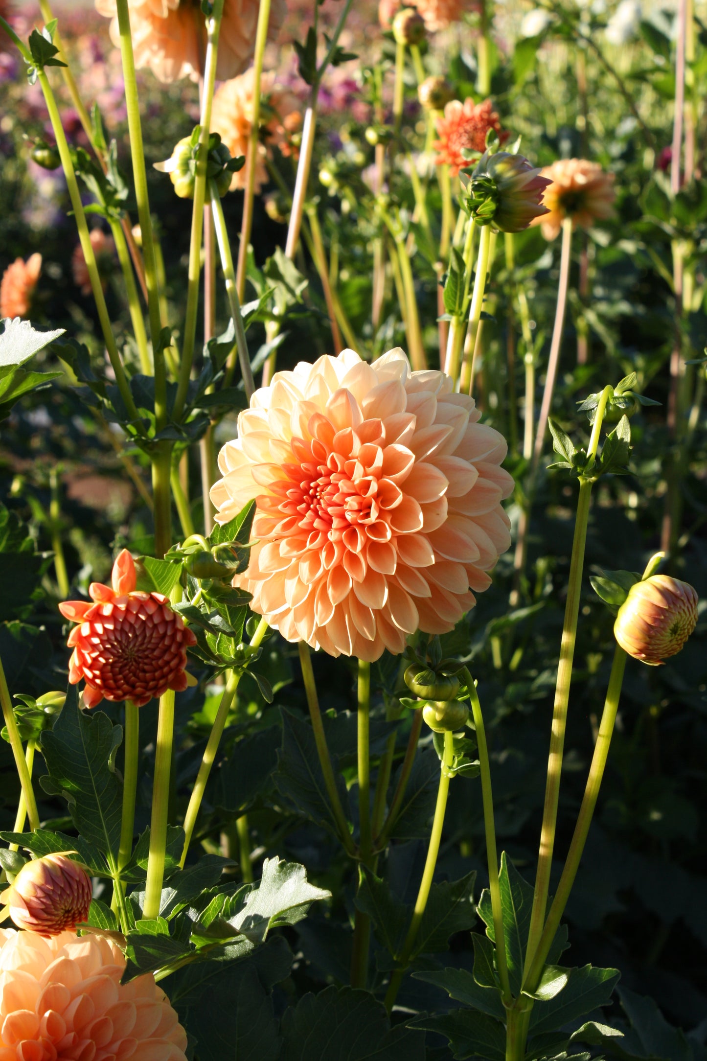 Lakeview Lucky Dahlia Tuber