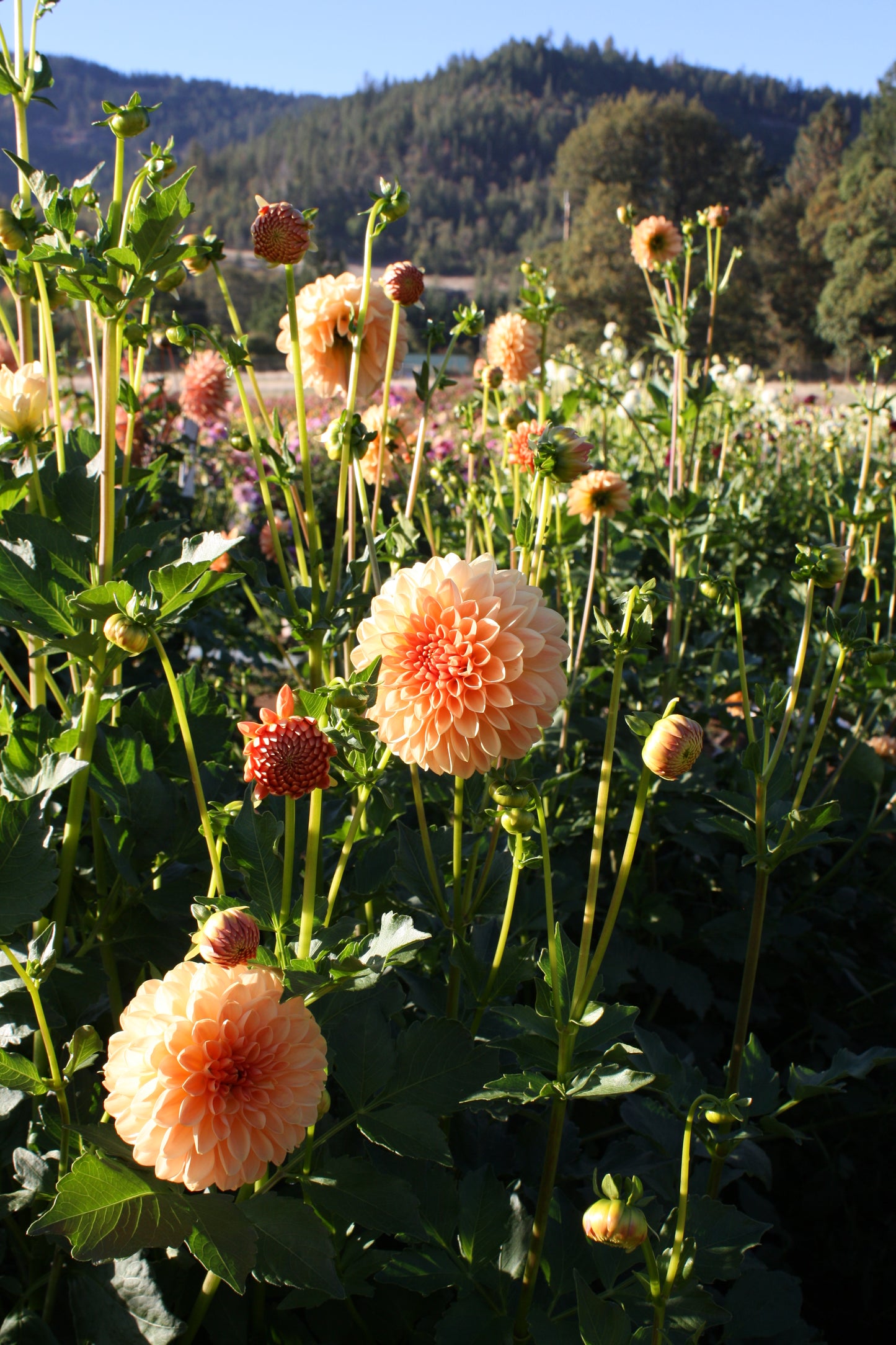 Lakeview Lucky Dahlia Tuber
