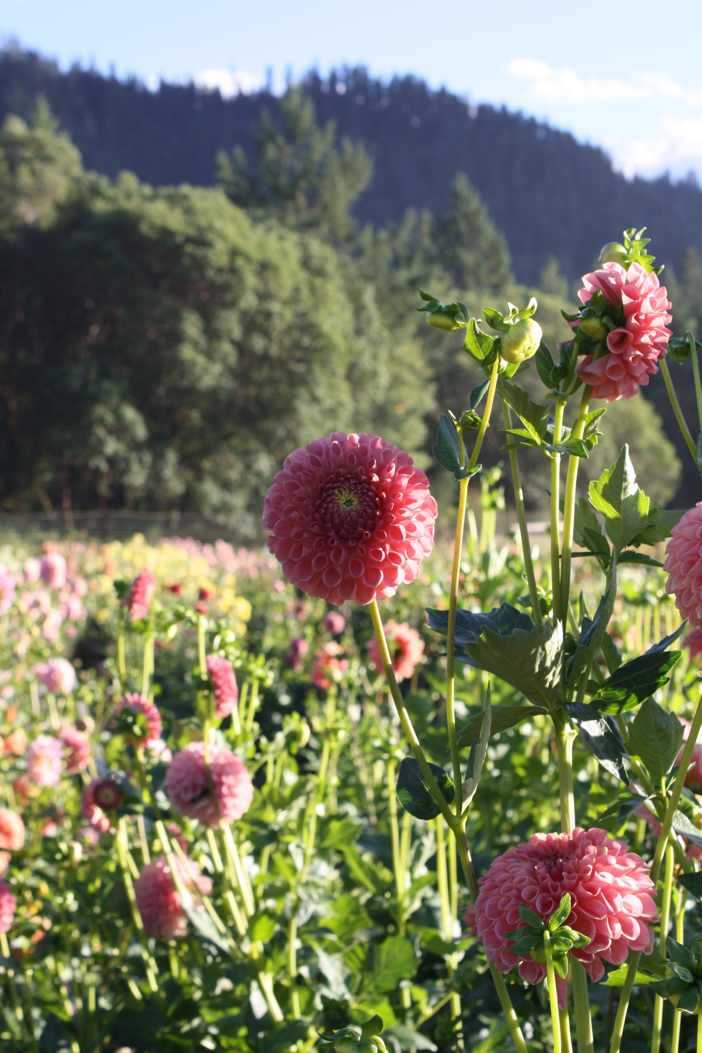 Clearview Peachy Dahlia Tuber