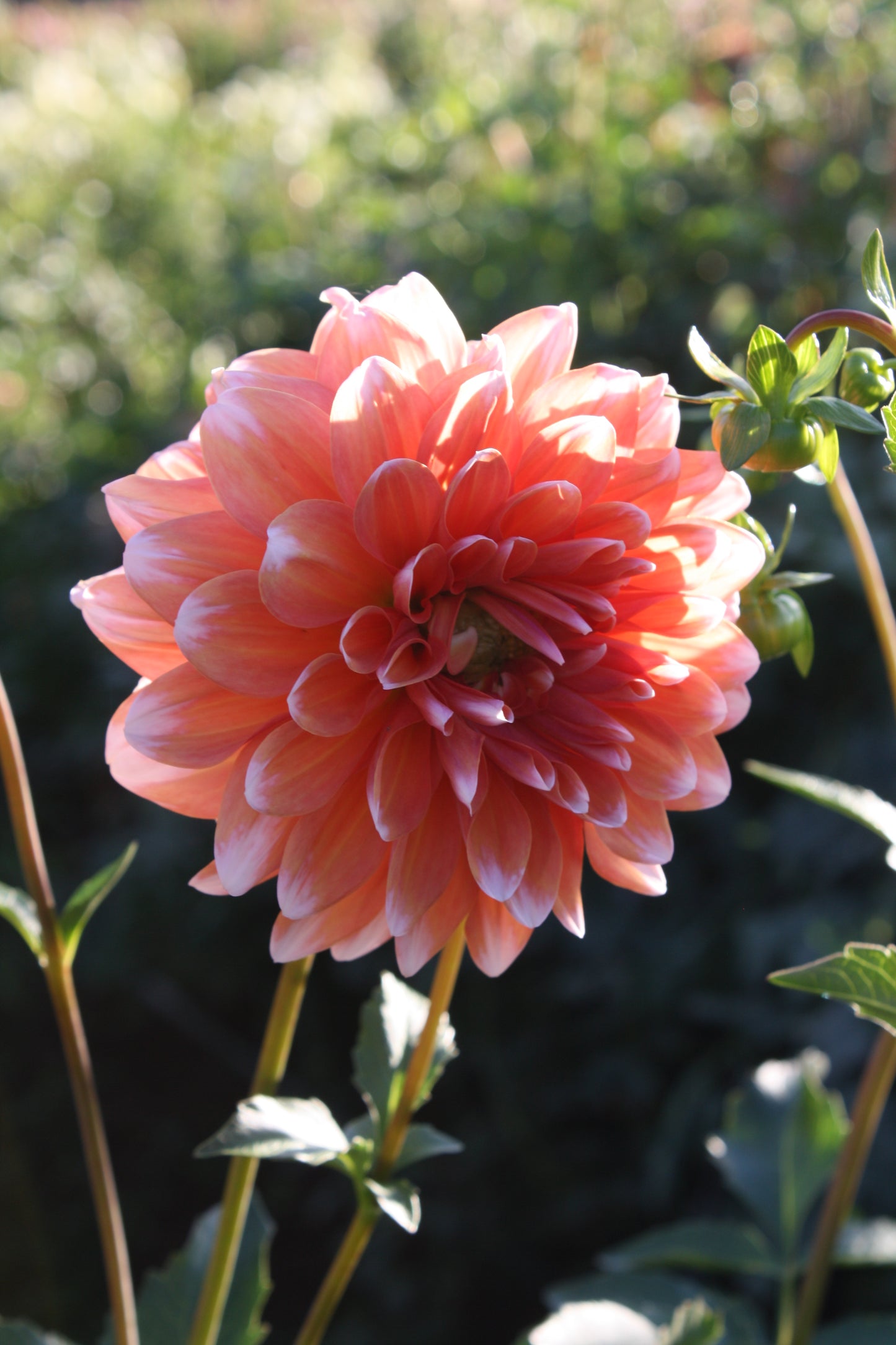 Connecticut Coral Dahlia Tuber