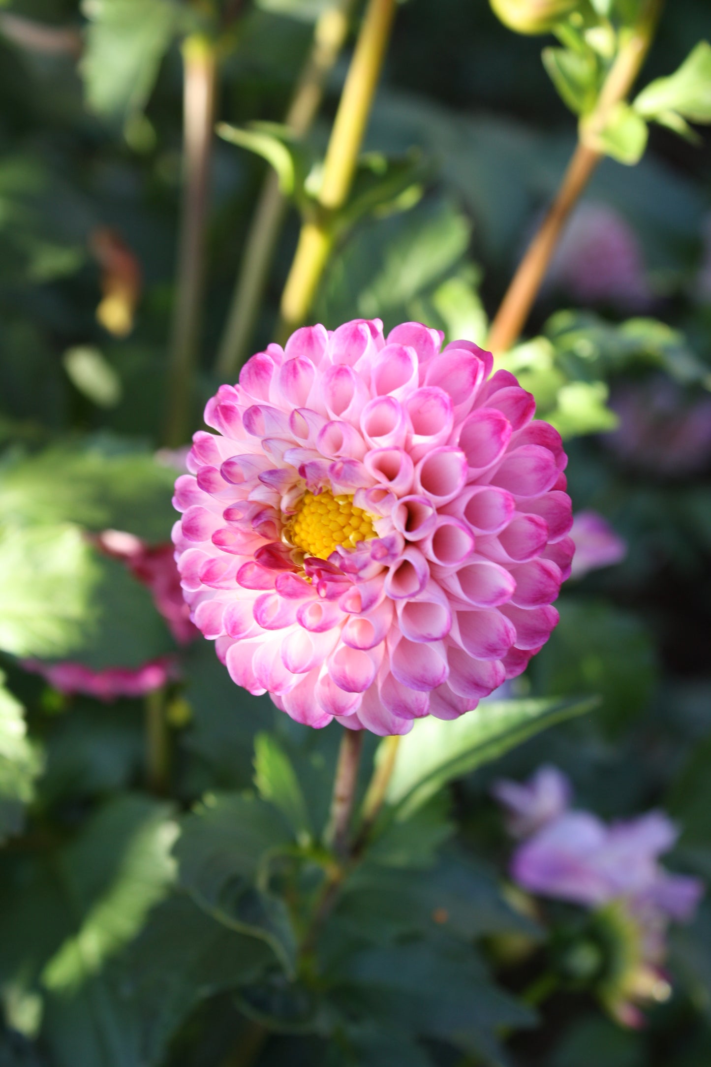 Irish Speckles Dahlia Tuber
