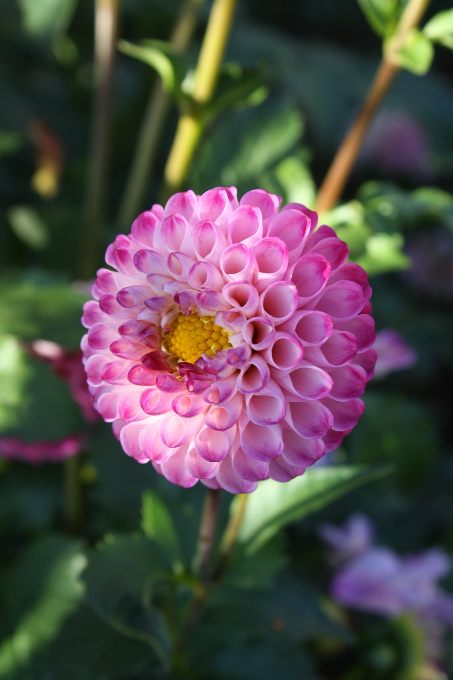 Irish Speckles Dahlia Tuber