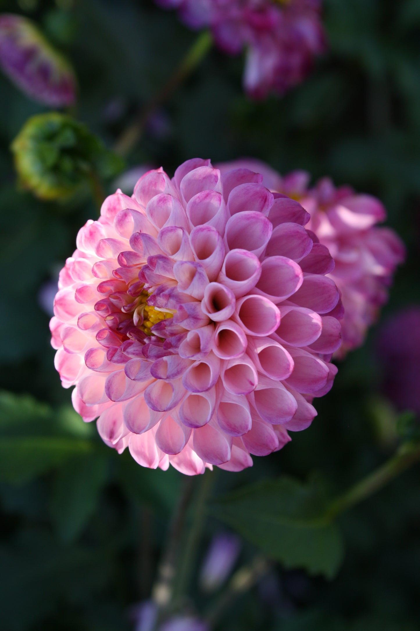 Irish Speckles Dahlia Tuber