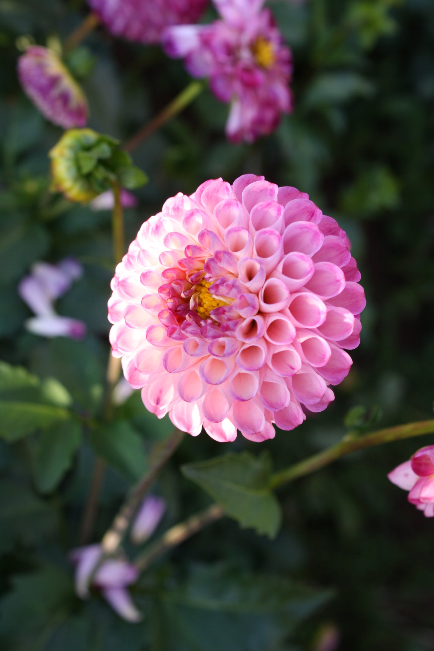 Irish Speckles Dahlia Tuber