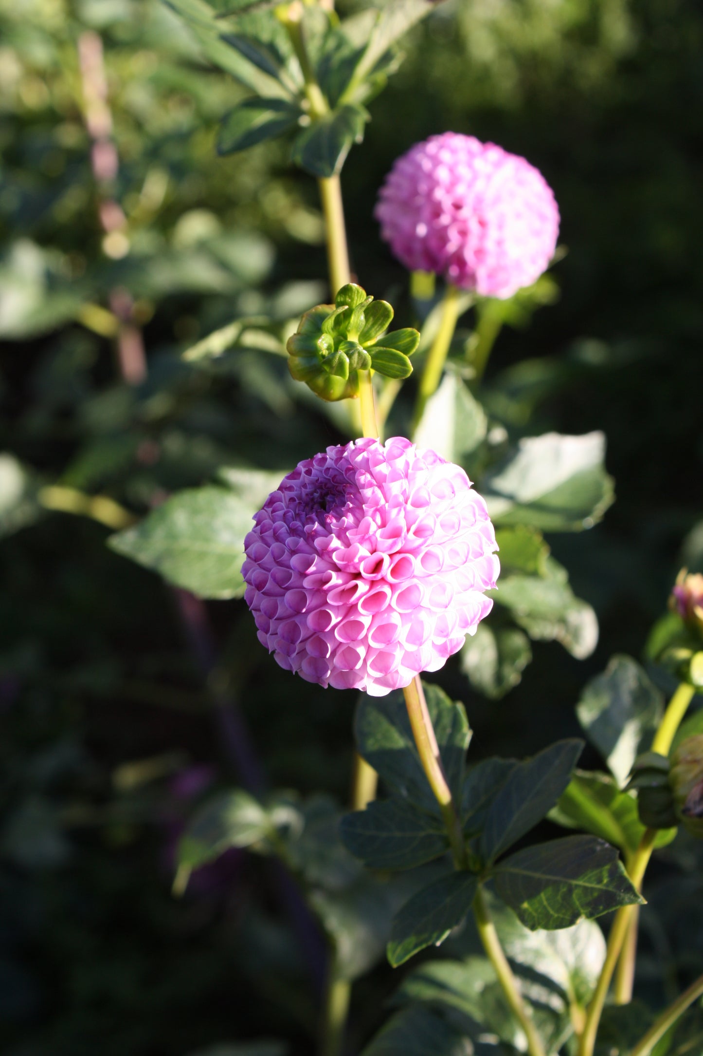 Irish Speckles Dahlia Tuber