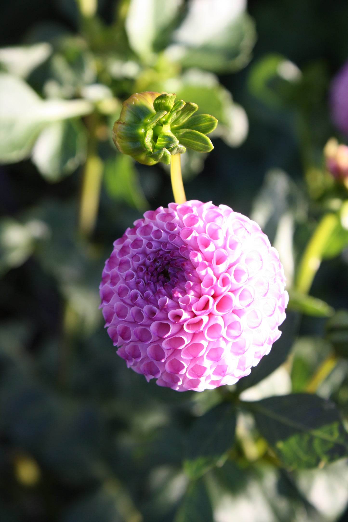 Irish Speckles Dahlia Tuber