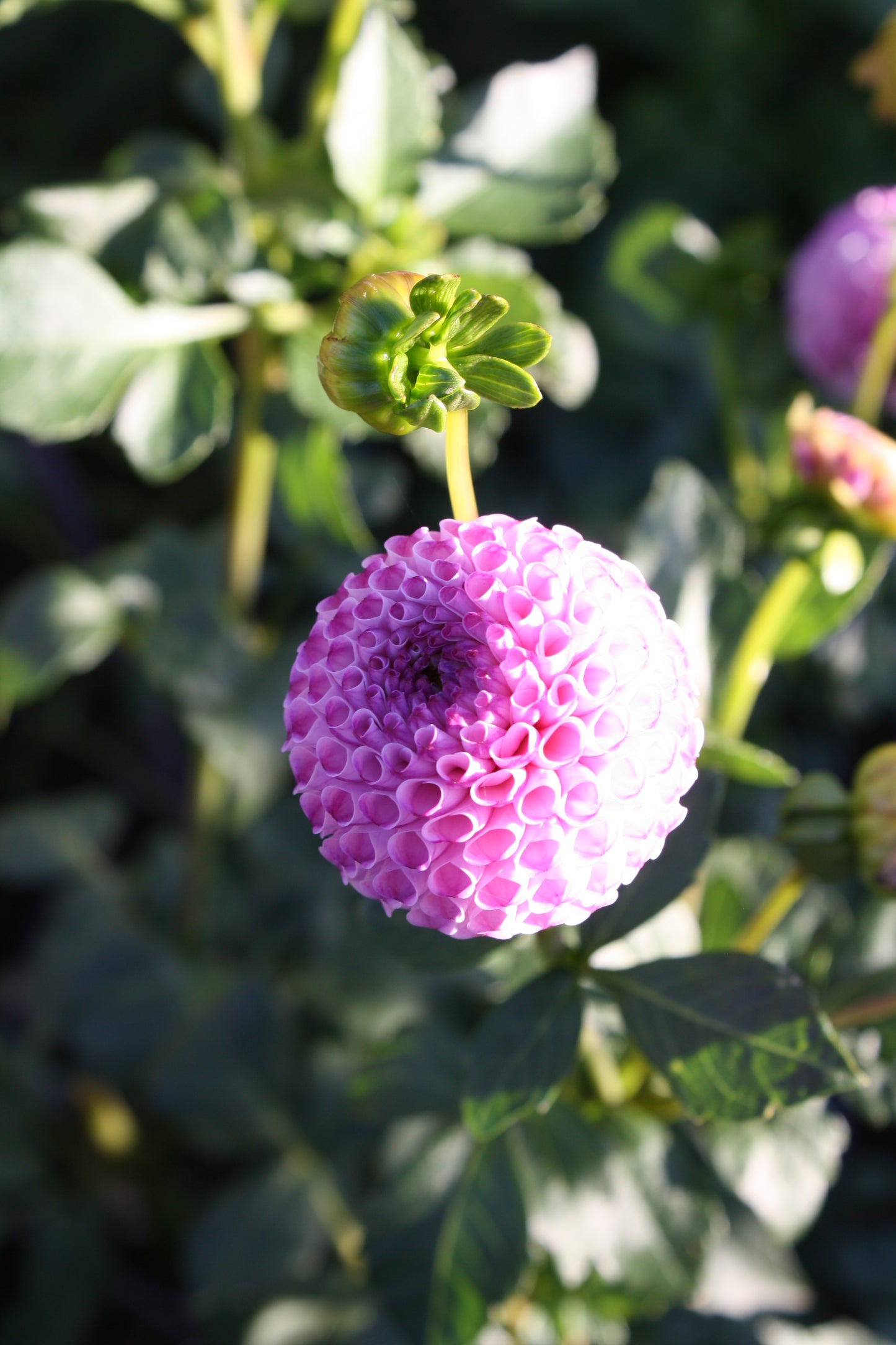 Irish Speckles Dahlia Tuber