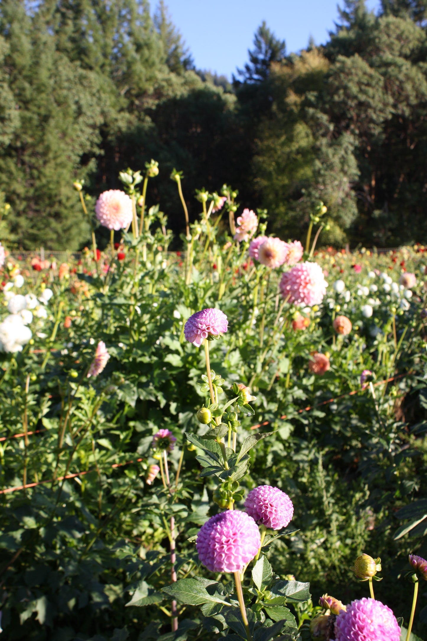 Irish Speckles Dahlia Tuber