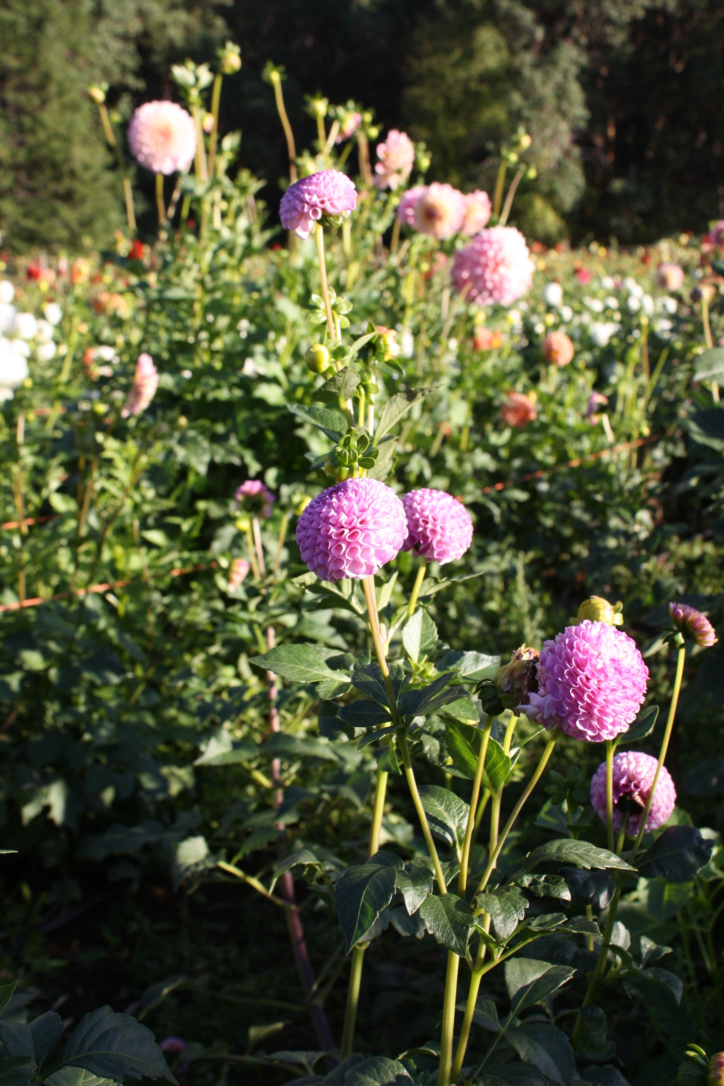 Irish Speckles Dahlia Tuber