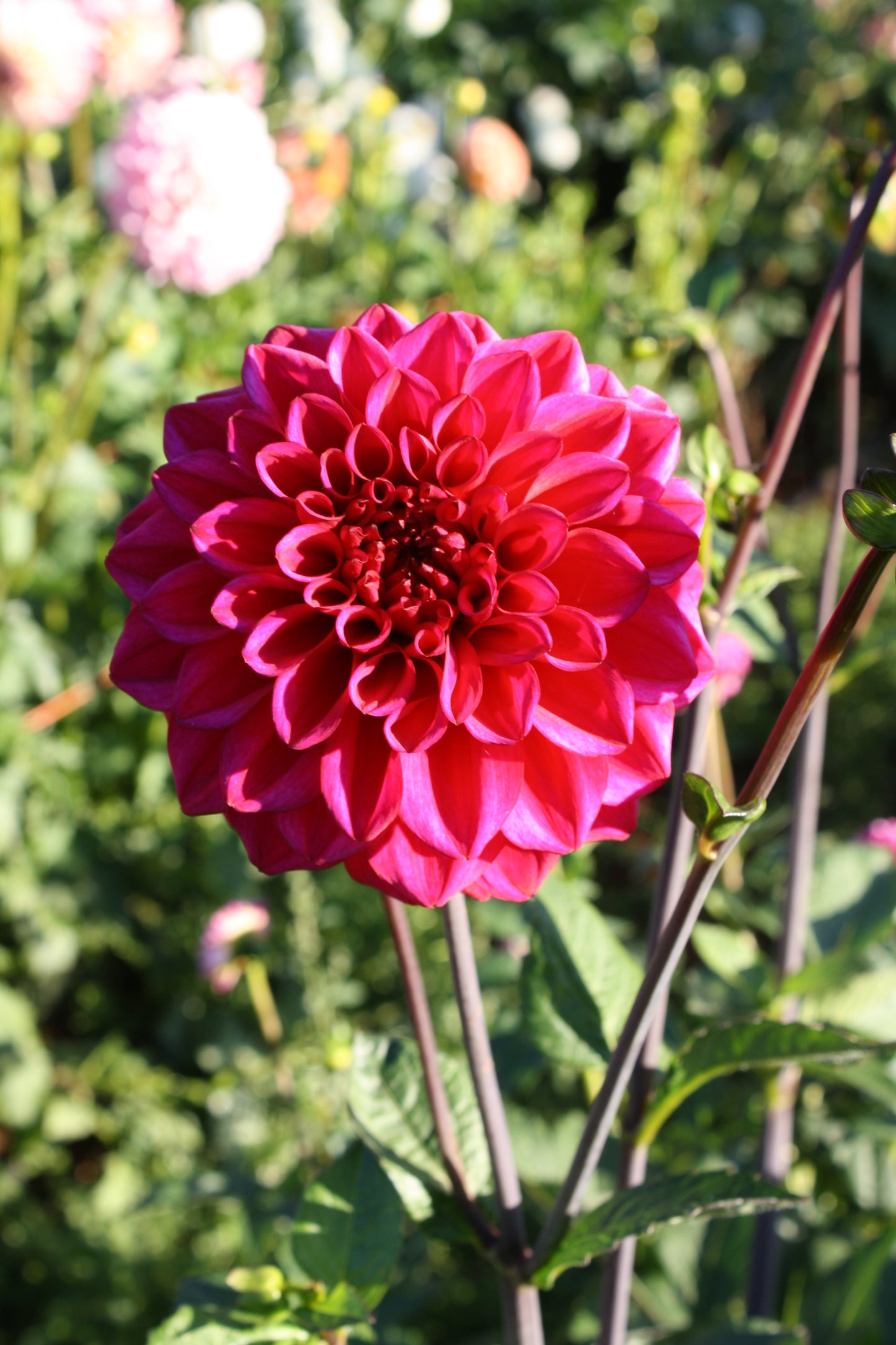 Ferncliff Mystique Dahlia Tuber