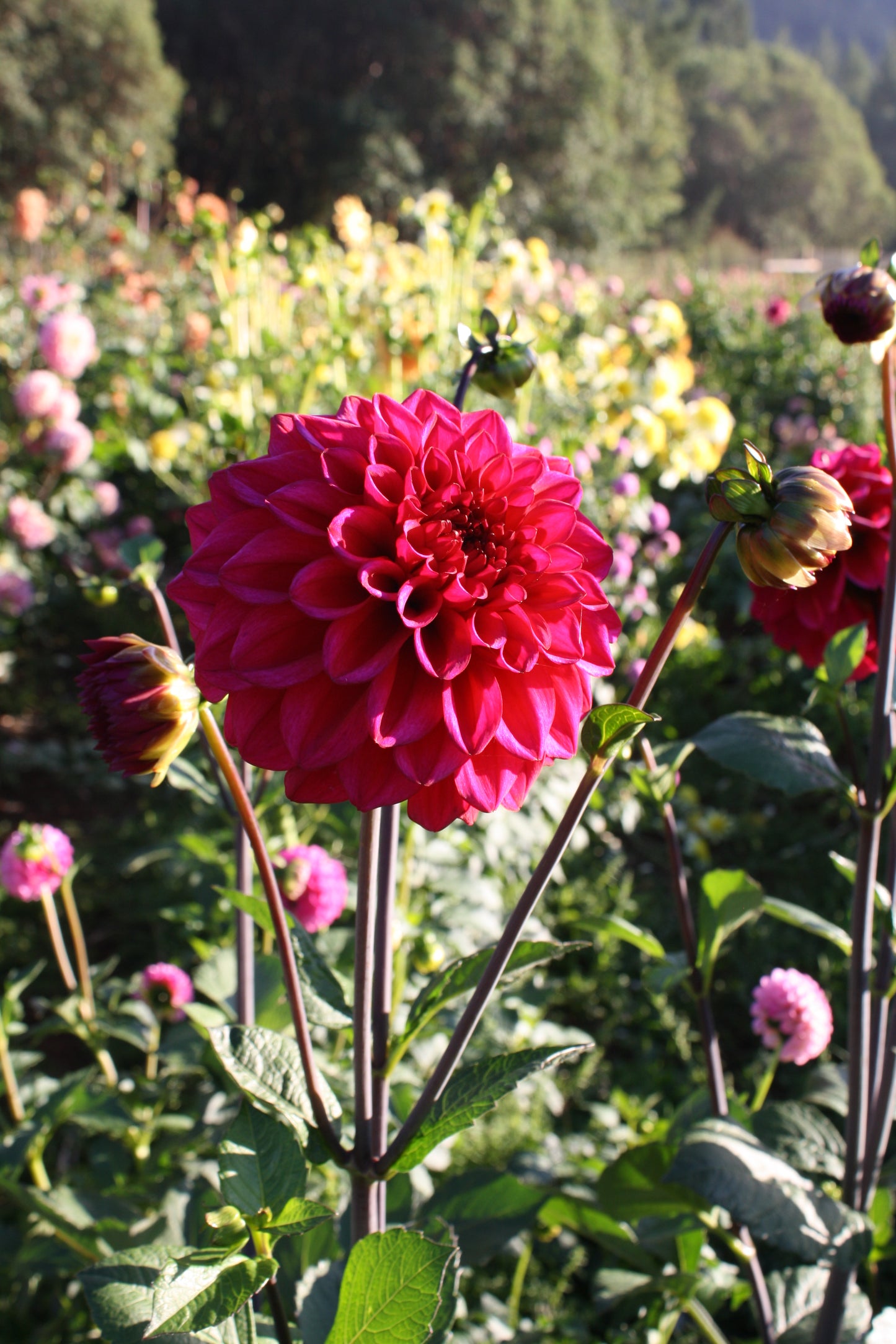 Ferncliff Mystique Dahlia Tuber