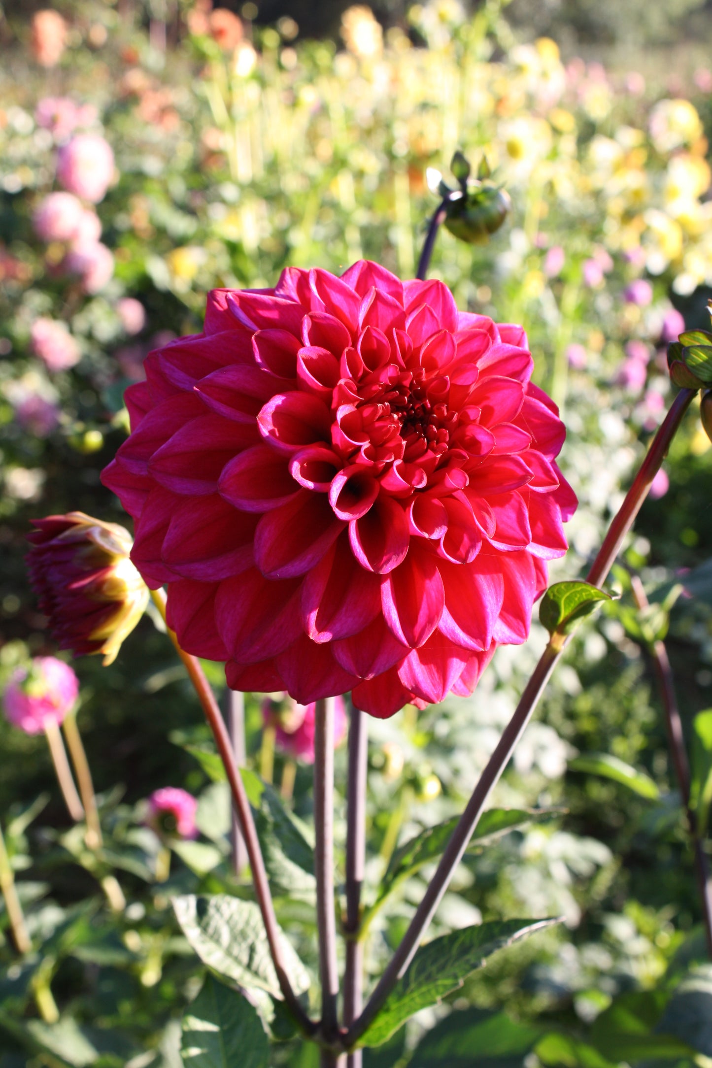 Ferncliff Mystique Dahlia Tuber