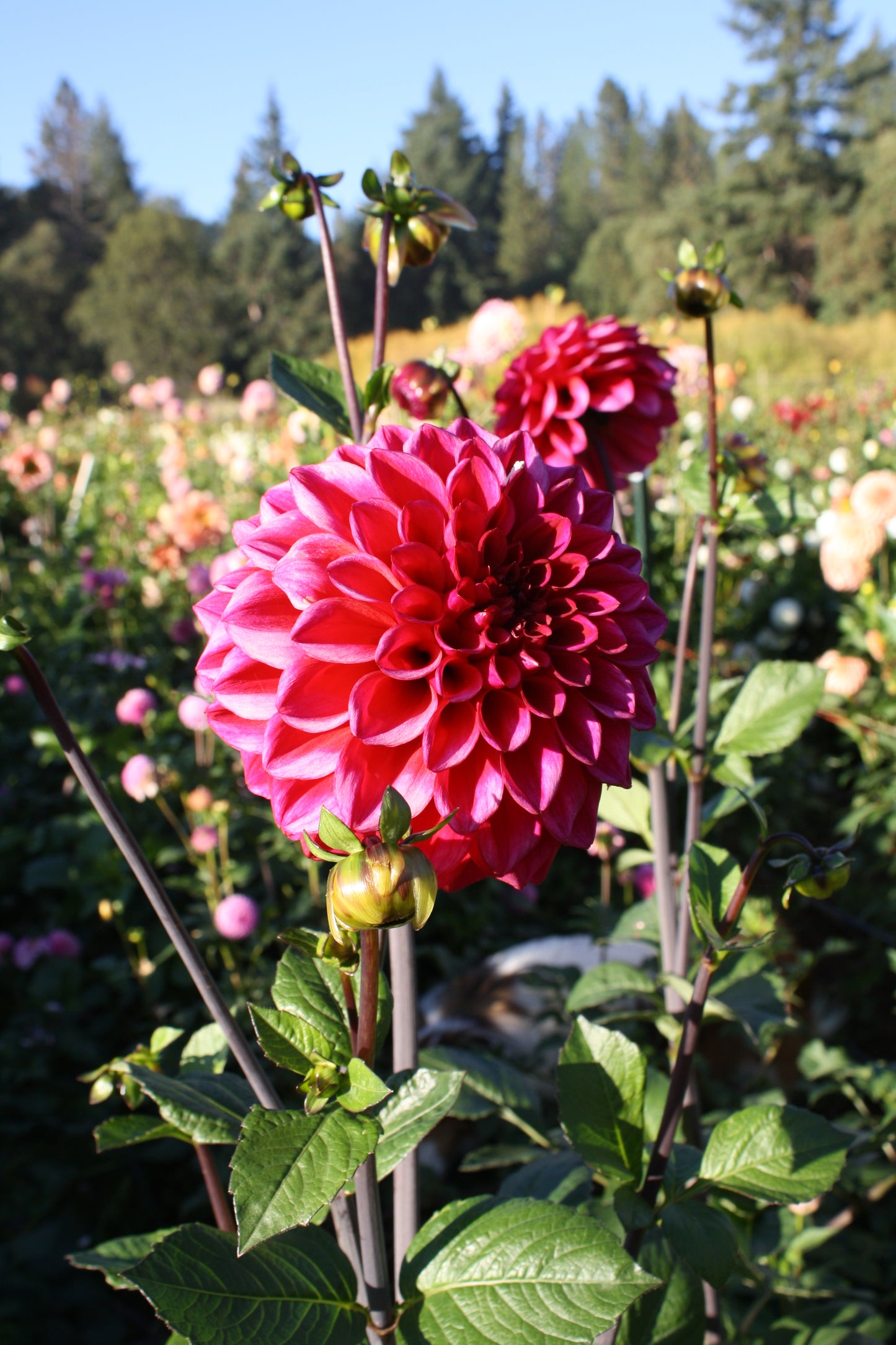 Ferncliff Mystique Dahlia Tuber