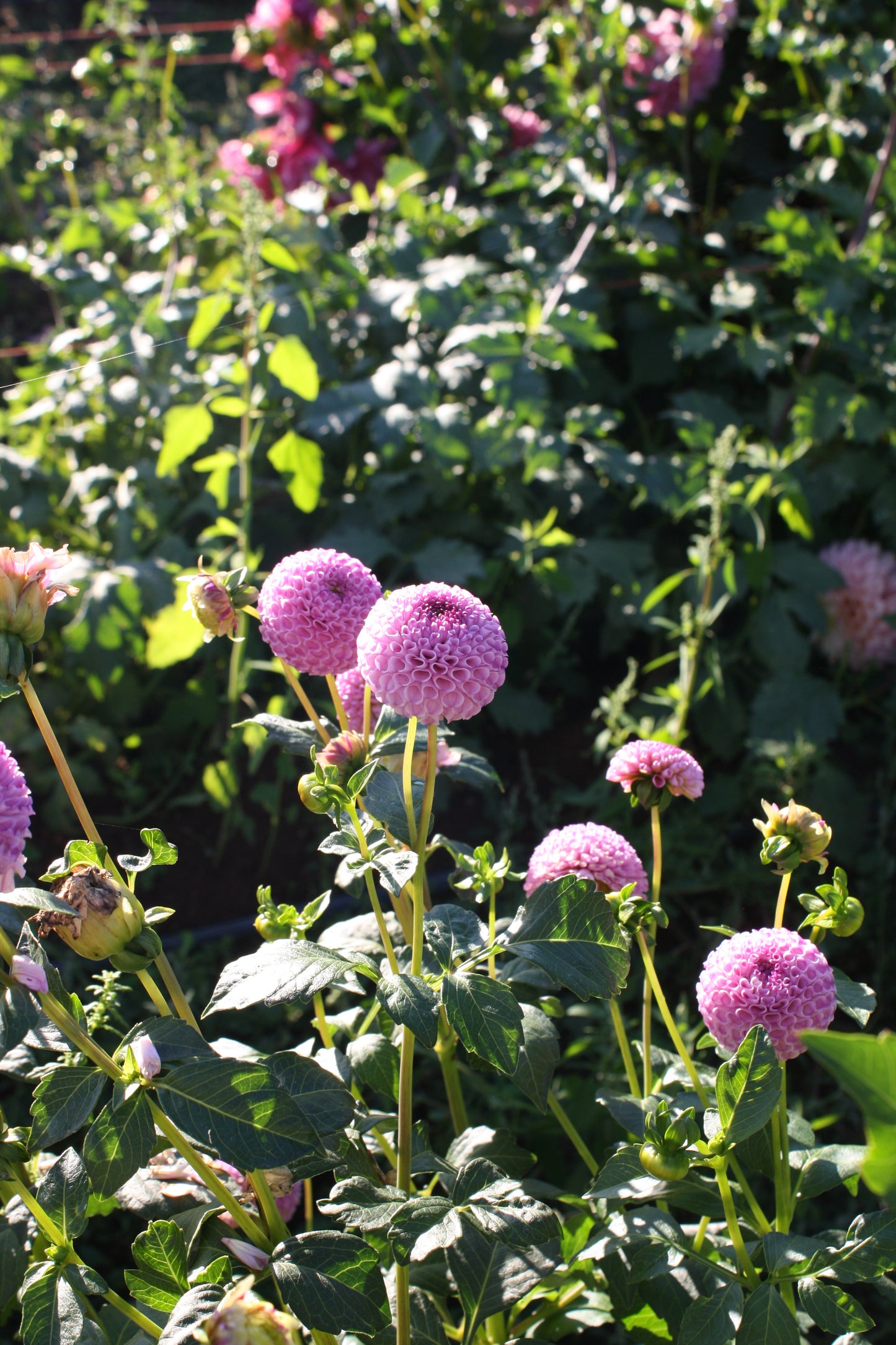 Frank Holmes Dahlia Tuber