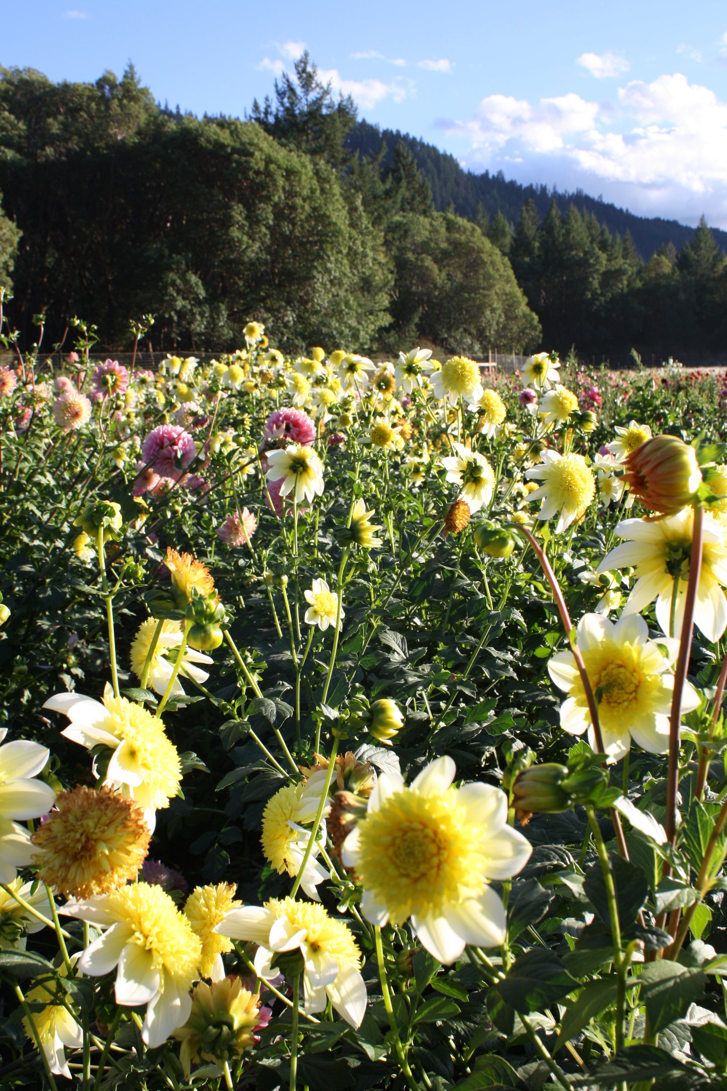 Sandia Summertime Dahlia Tuber