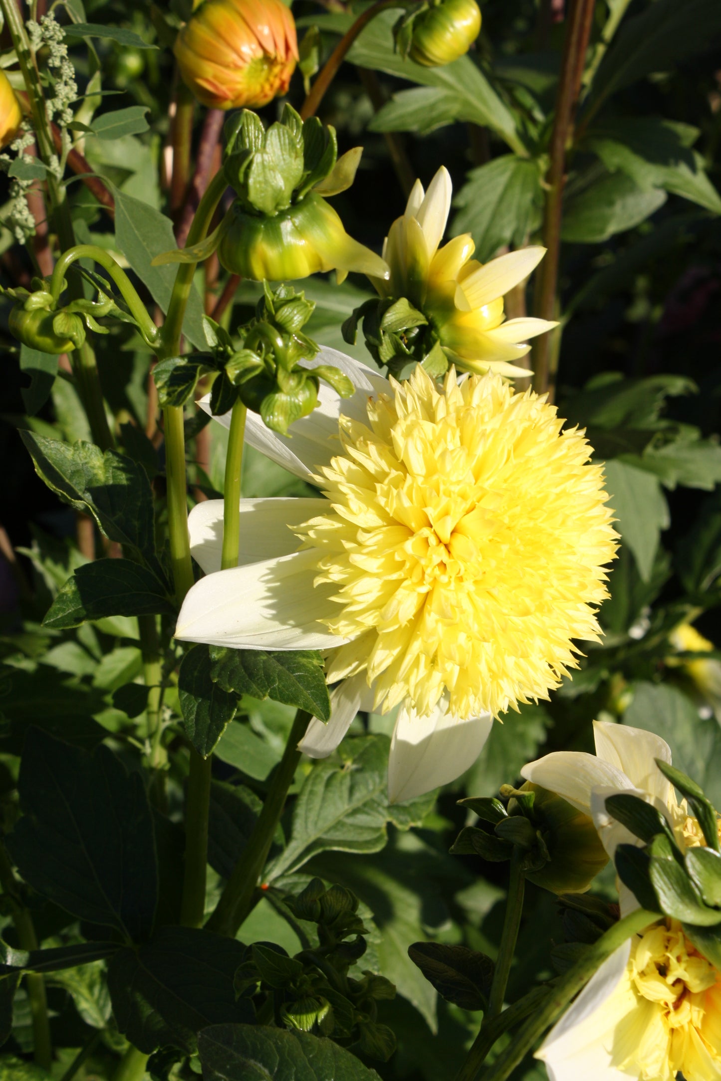 Sandia Summertime Dahlia Tuber
