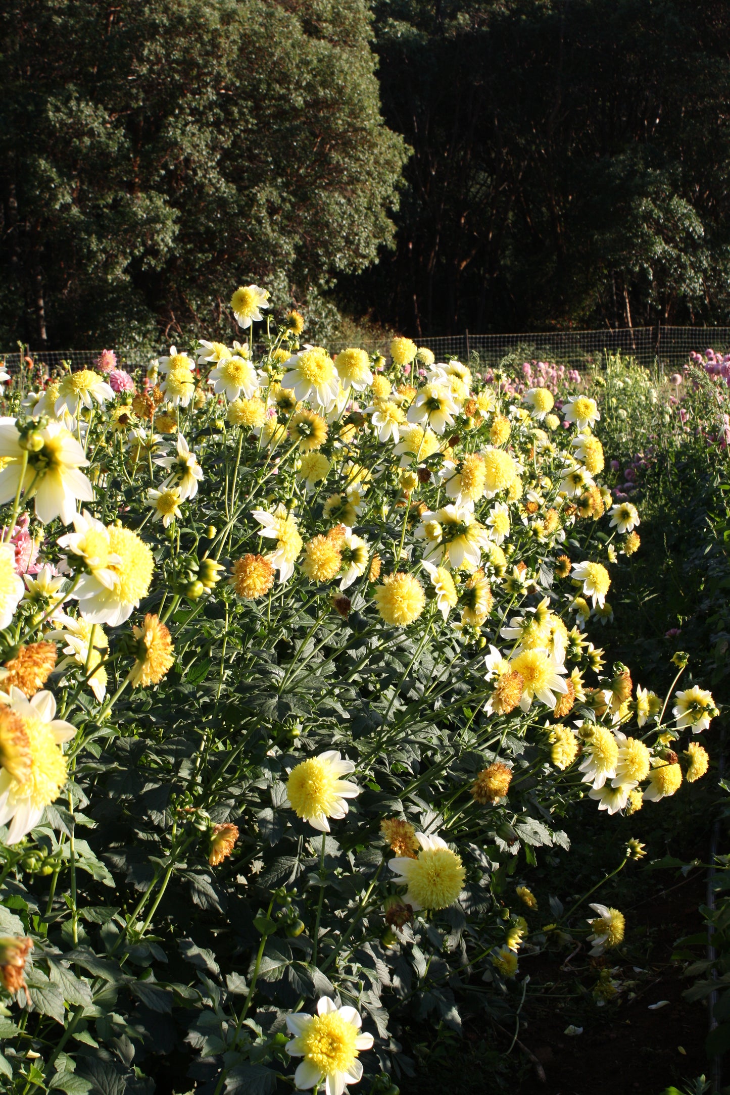 Sandia Summertime Dahlia Tuber