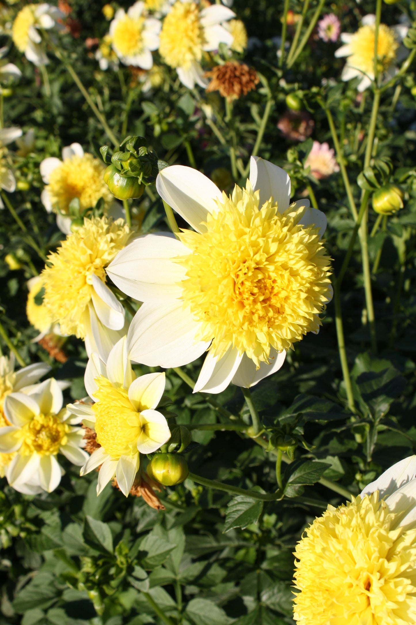 Sandia Summertime Dahlia Tuber