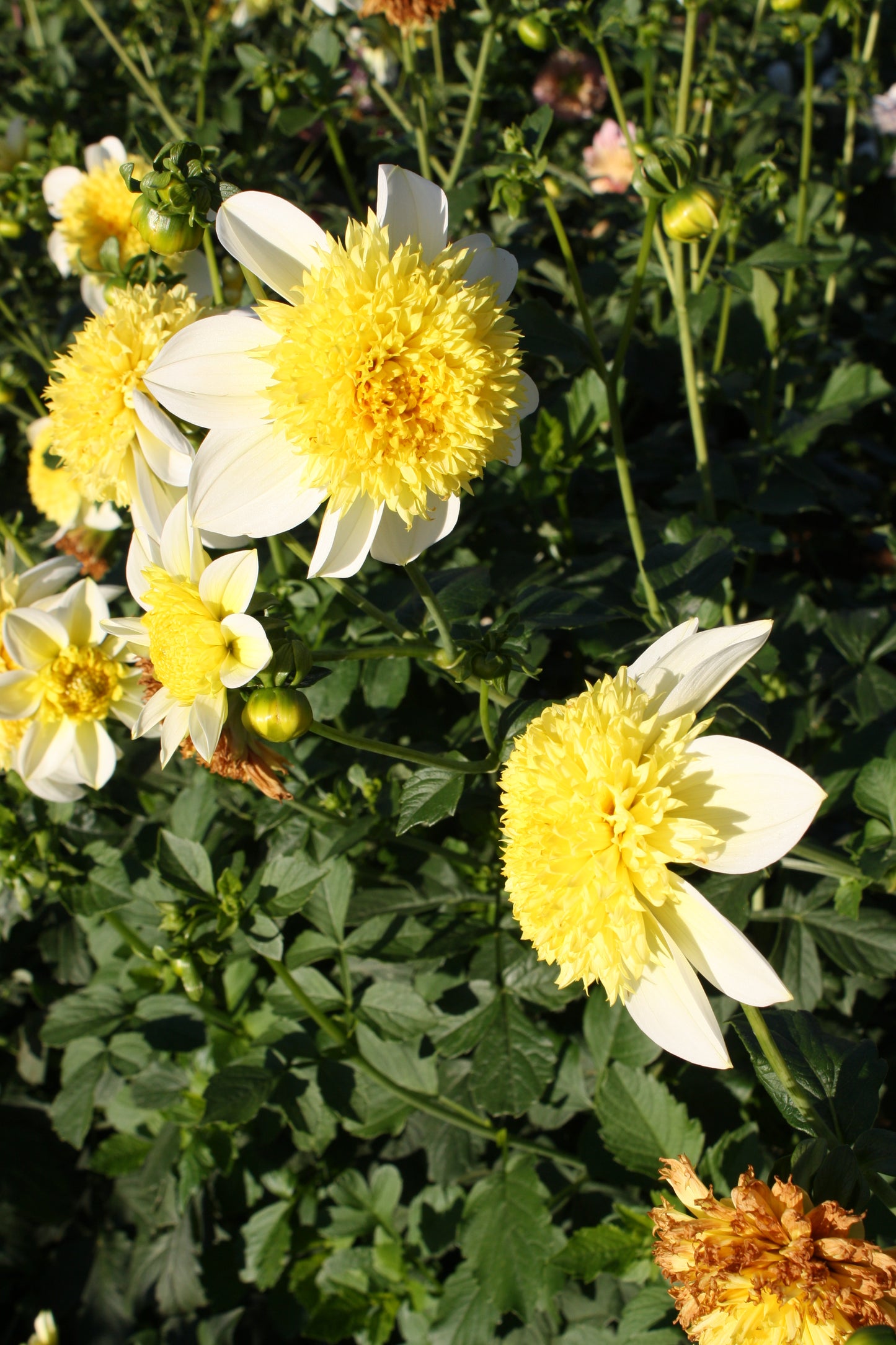 Sandia Summertime Dahlia Tuber
