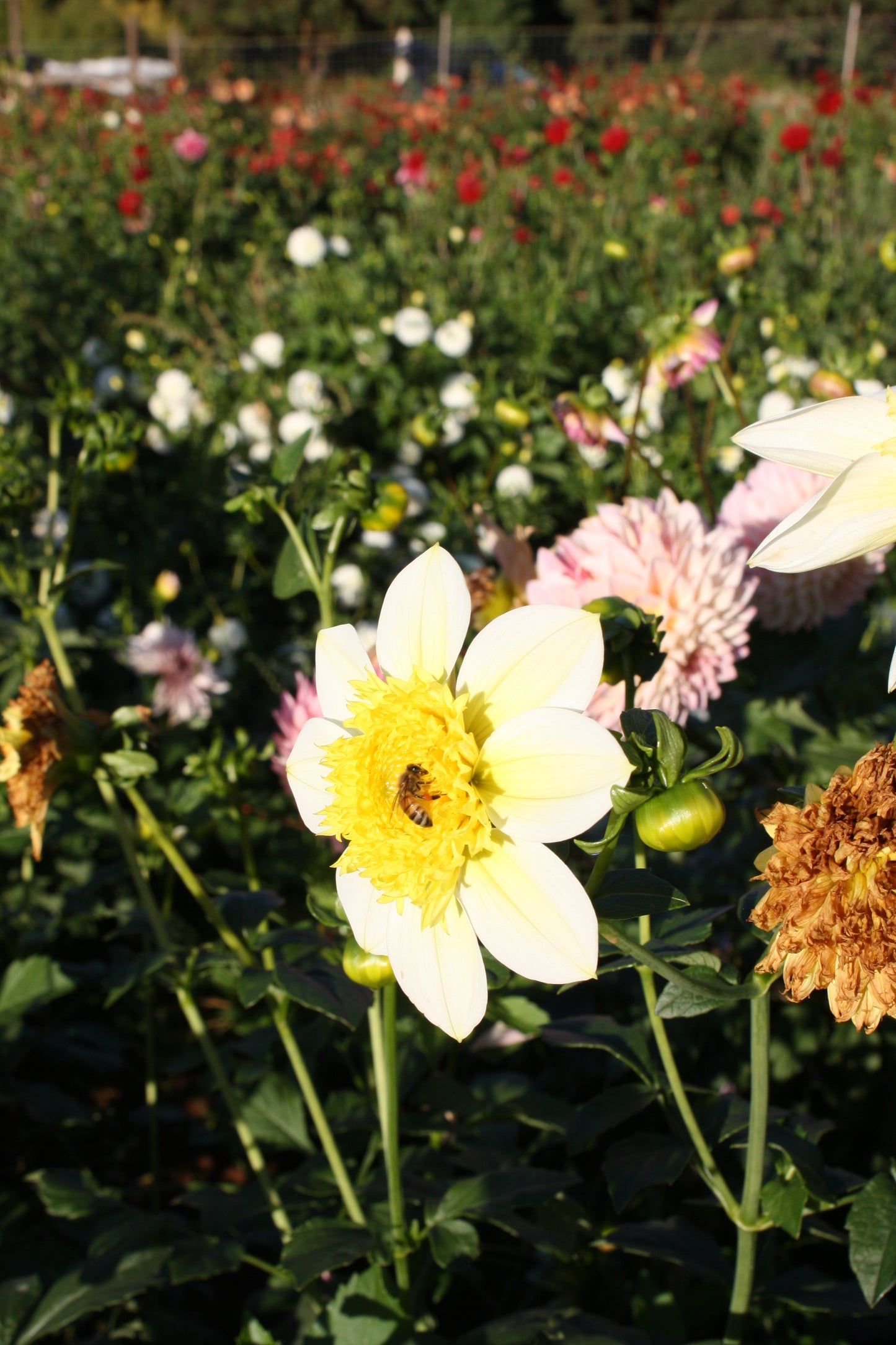 Sandia Summertime Dahlia Tuber