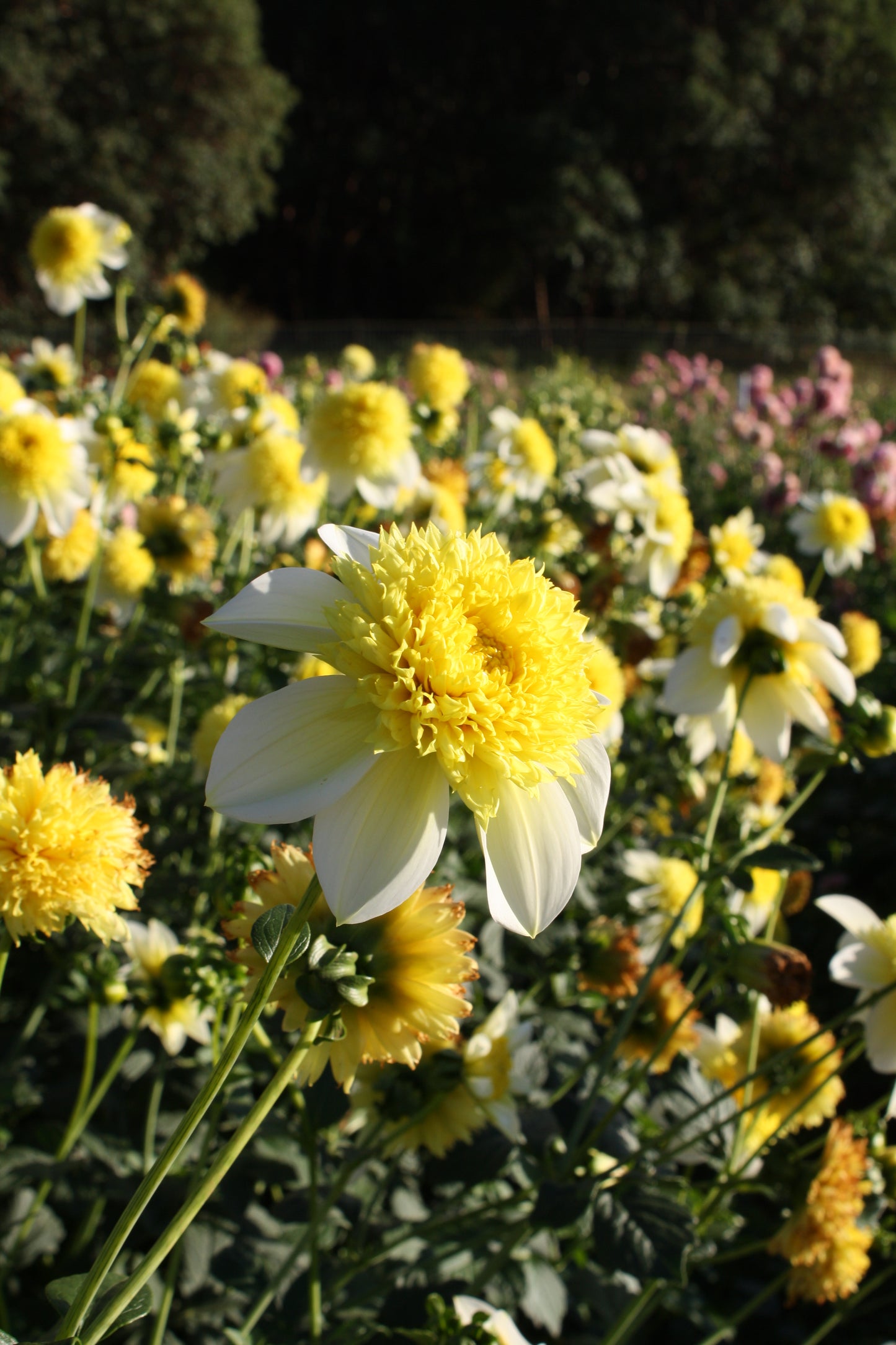 Sandia Summertime Dahlia Tuber