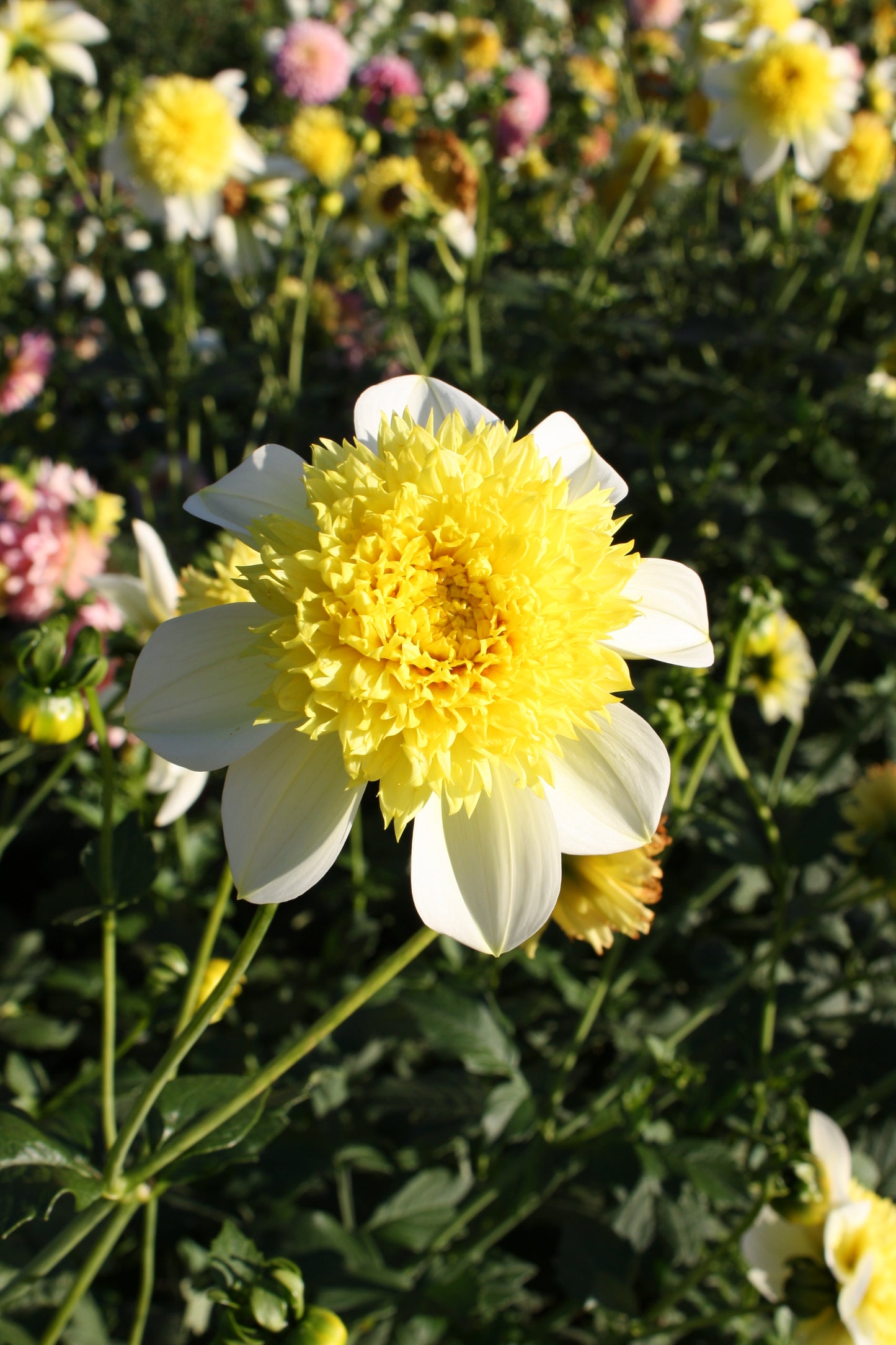 Sandia Summertime Dahlia Tuber
