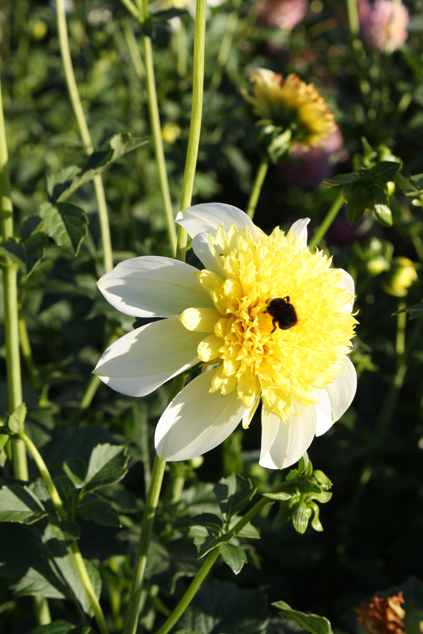 Sandia Summertime Dahlia Tuber