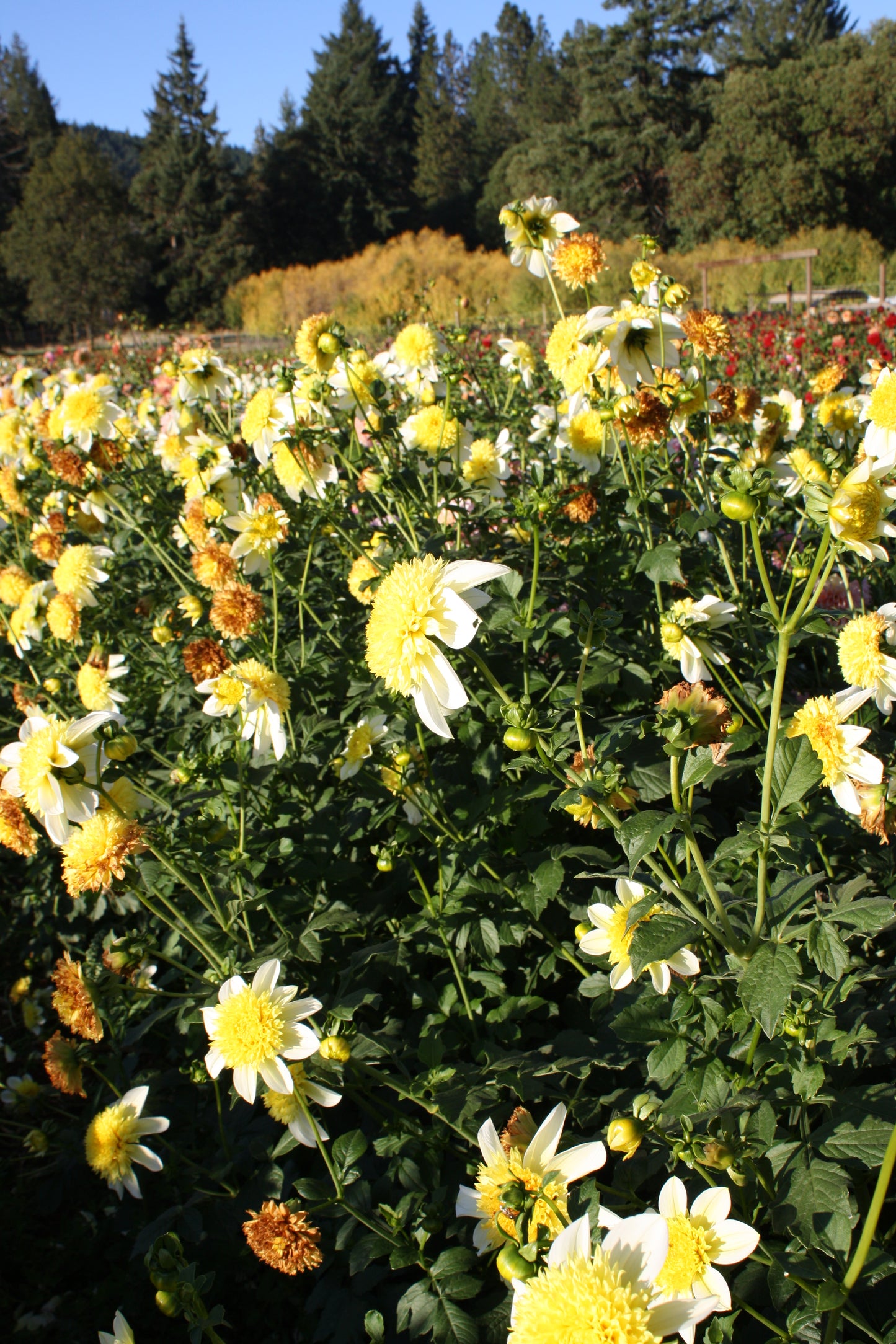 Sandia Summertime Dahlia Tuber