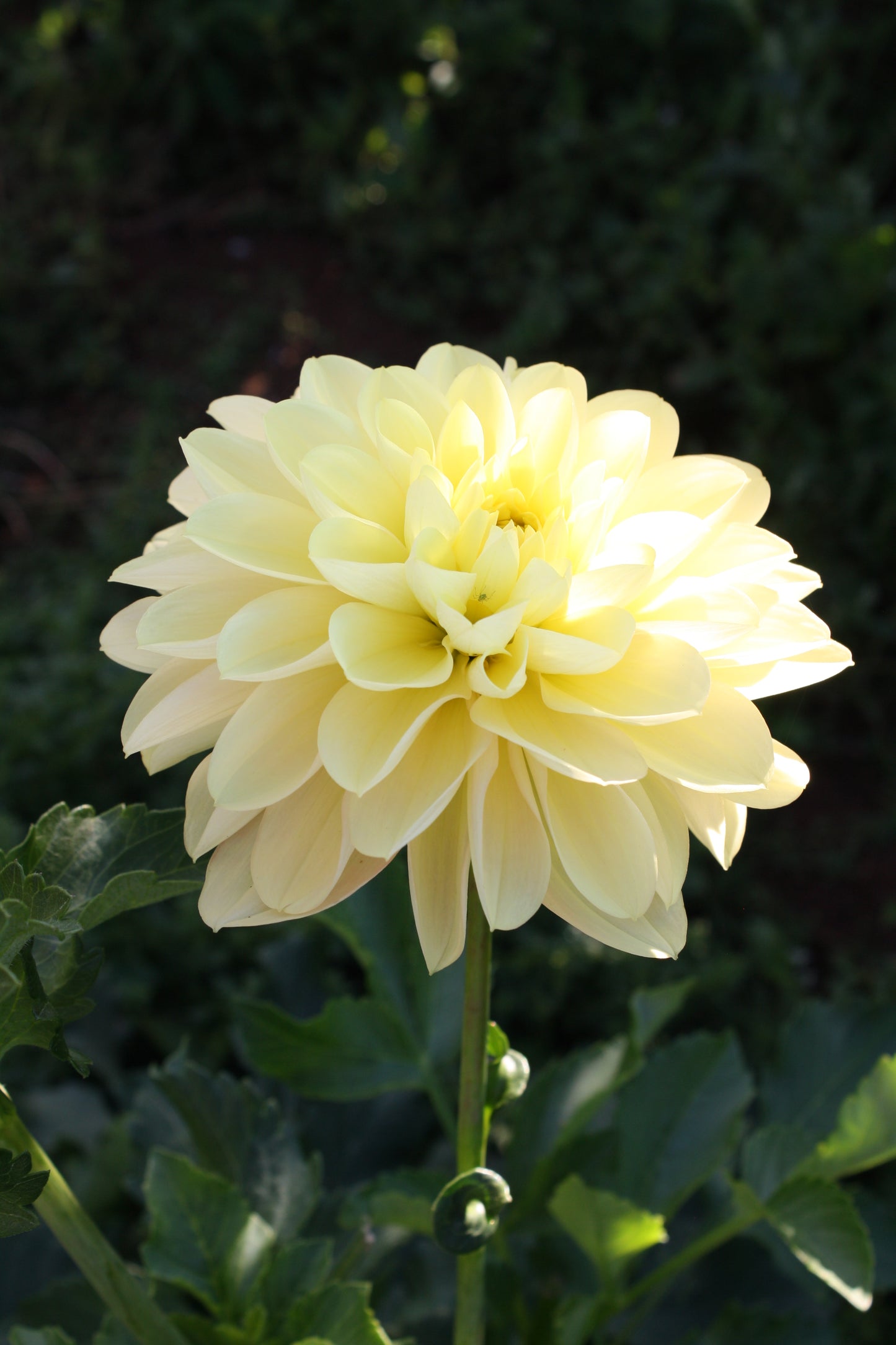 Daydreamer Dahlia Tuber