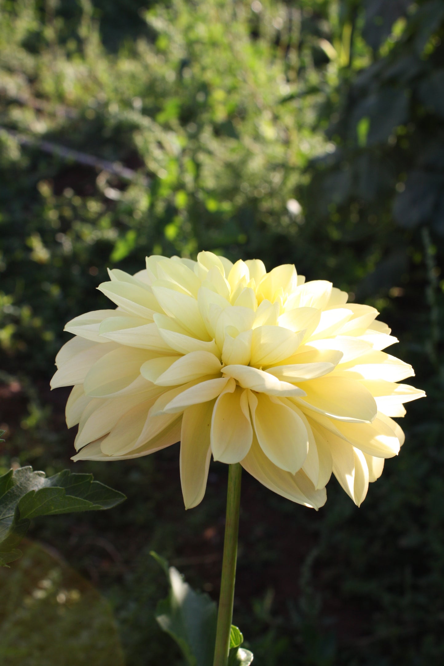 Daydreamer Dahlia Tuber