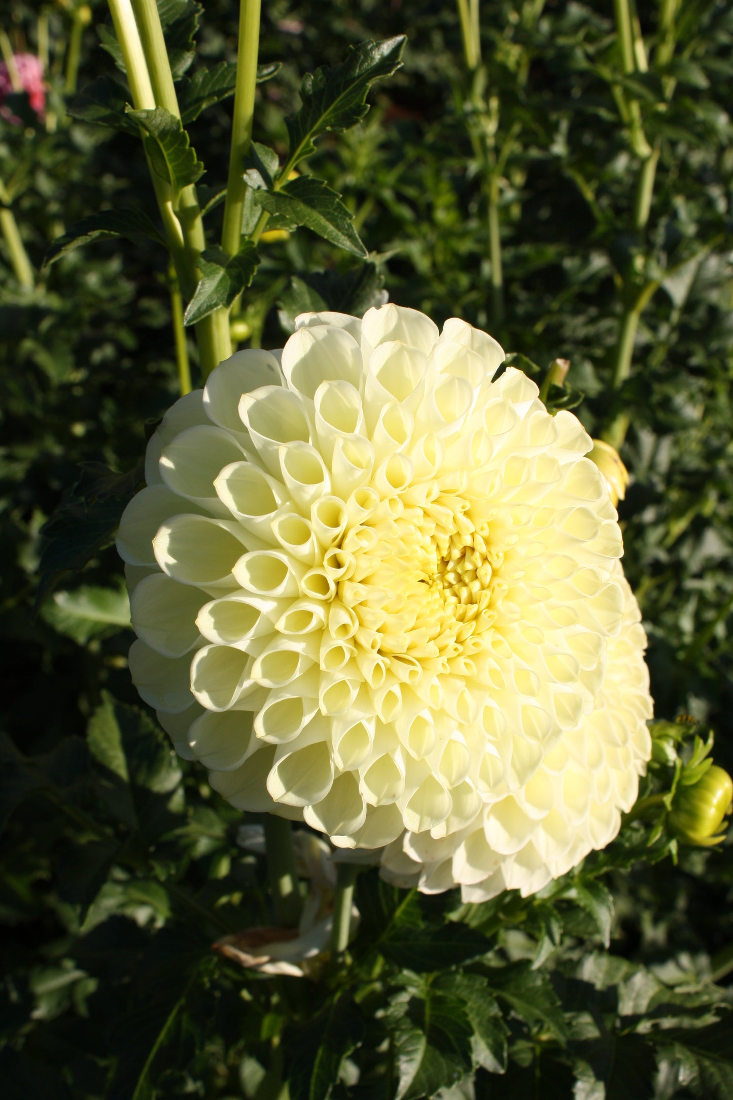 MM Buttercream Dahlia Tuber