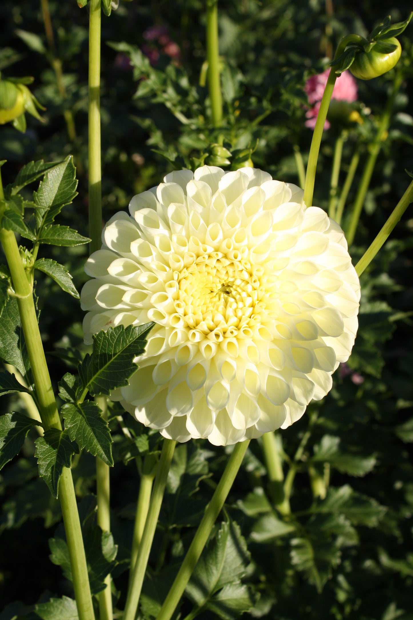 MM Buttercream Dahlia Tuber