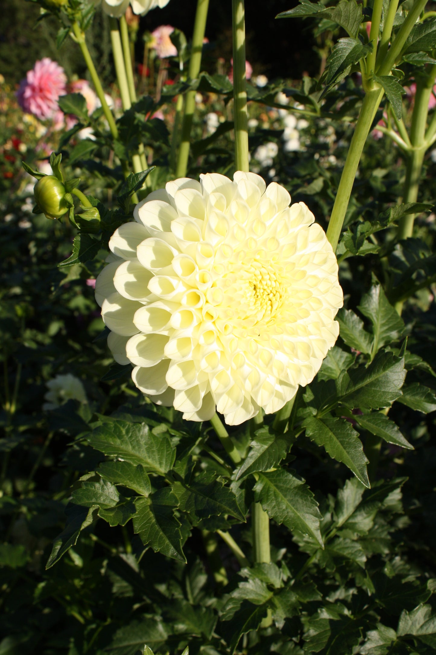 MM Buttercream Dahlia Tuber