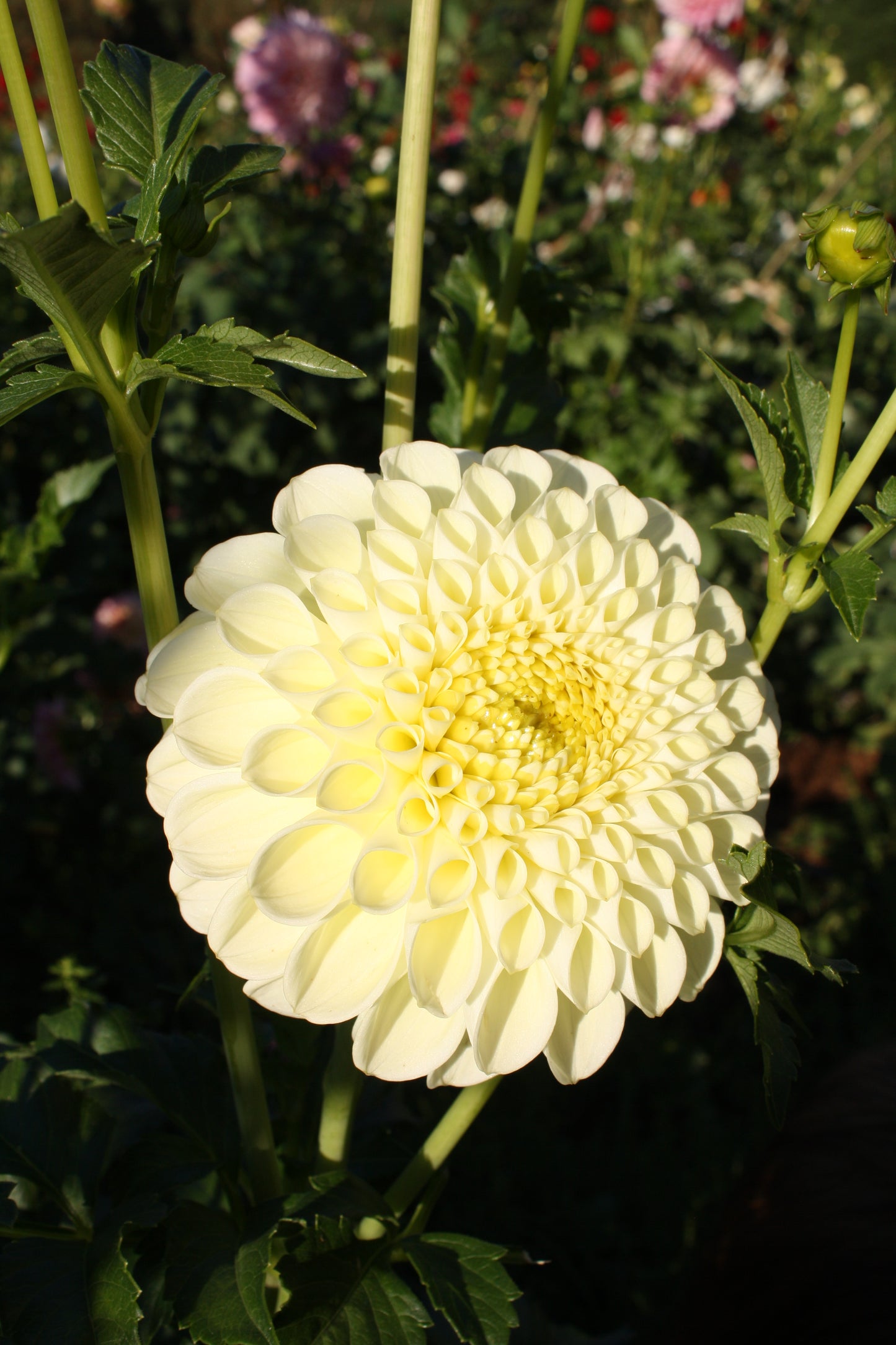 MM Buttercream Dahlia Tuber