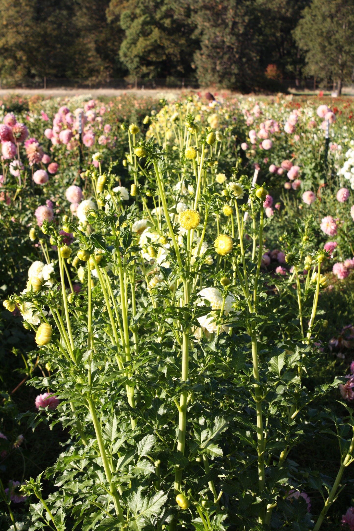MM Buttercream Dahlia Tuber