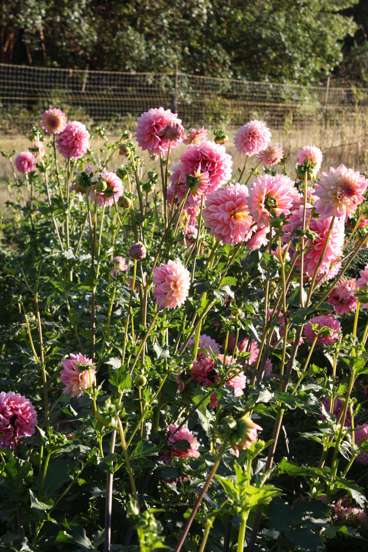 Castle Drive Dahlia Tuber