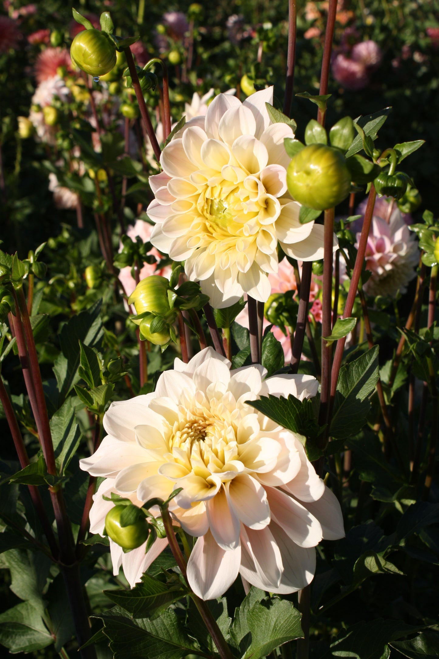 Wizard of Oz Dahlia Tuber