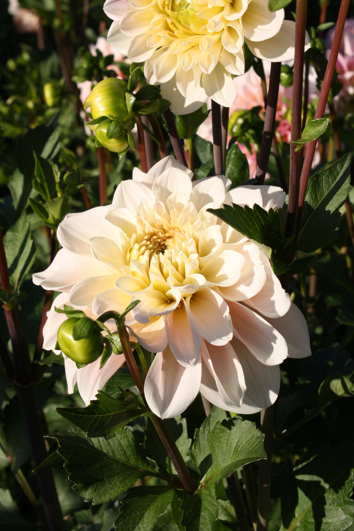 Wizard of Oz Dahlia Tuber