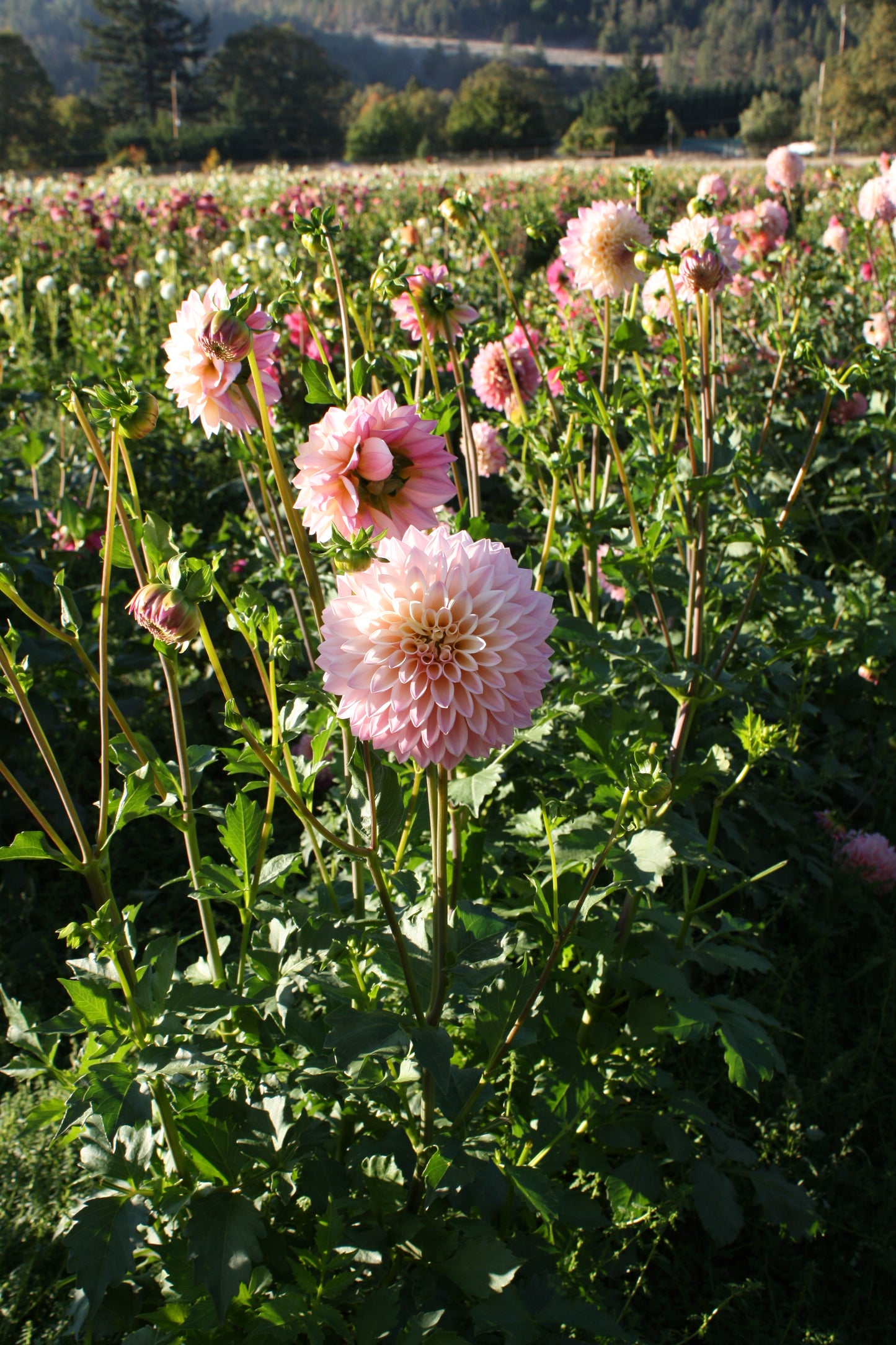 Castle Drive Dahlia Tuber