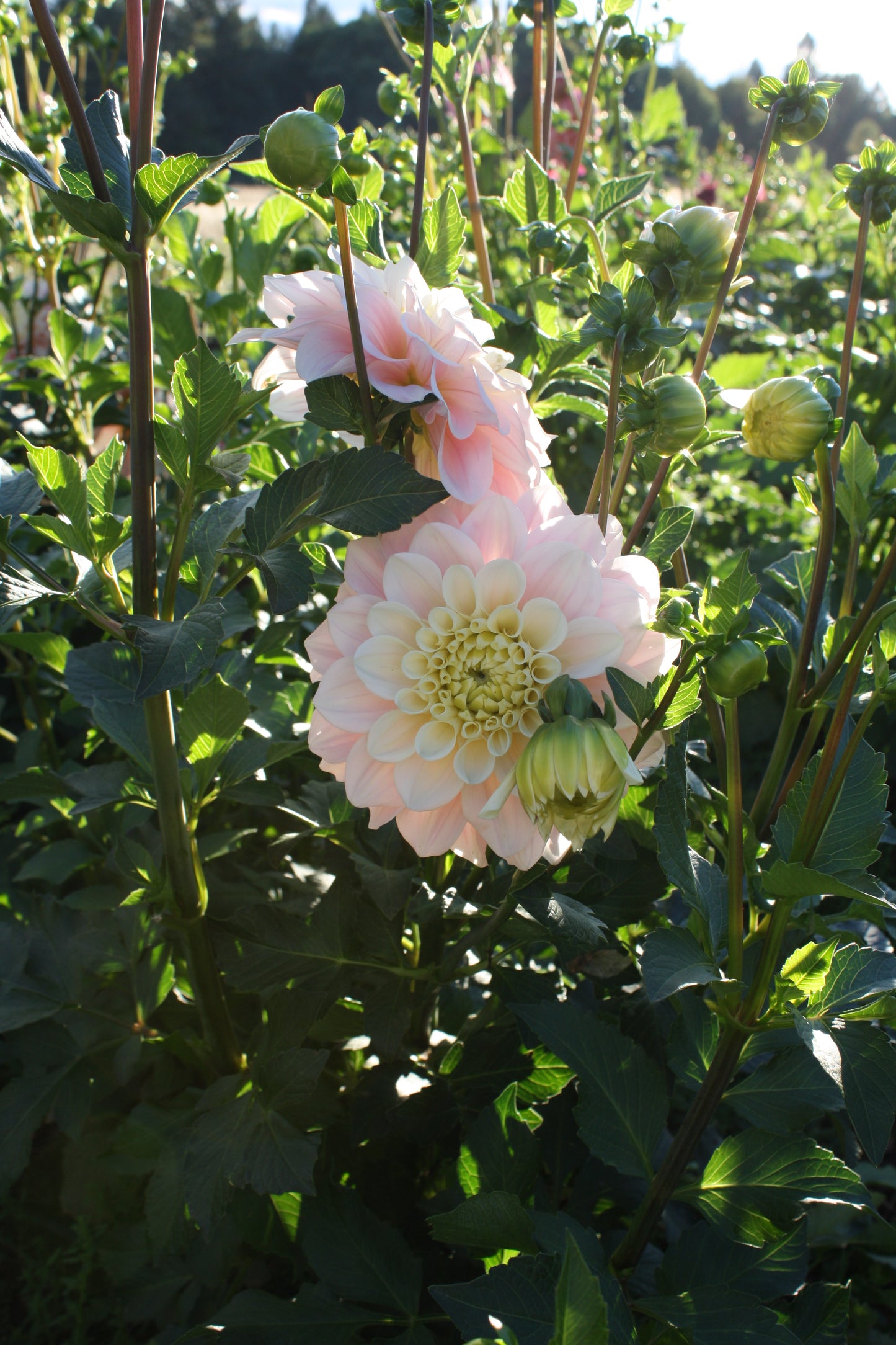 Wizard of Oz Dahlia Tuber