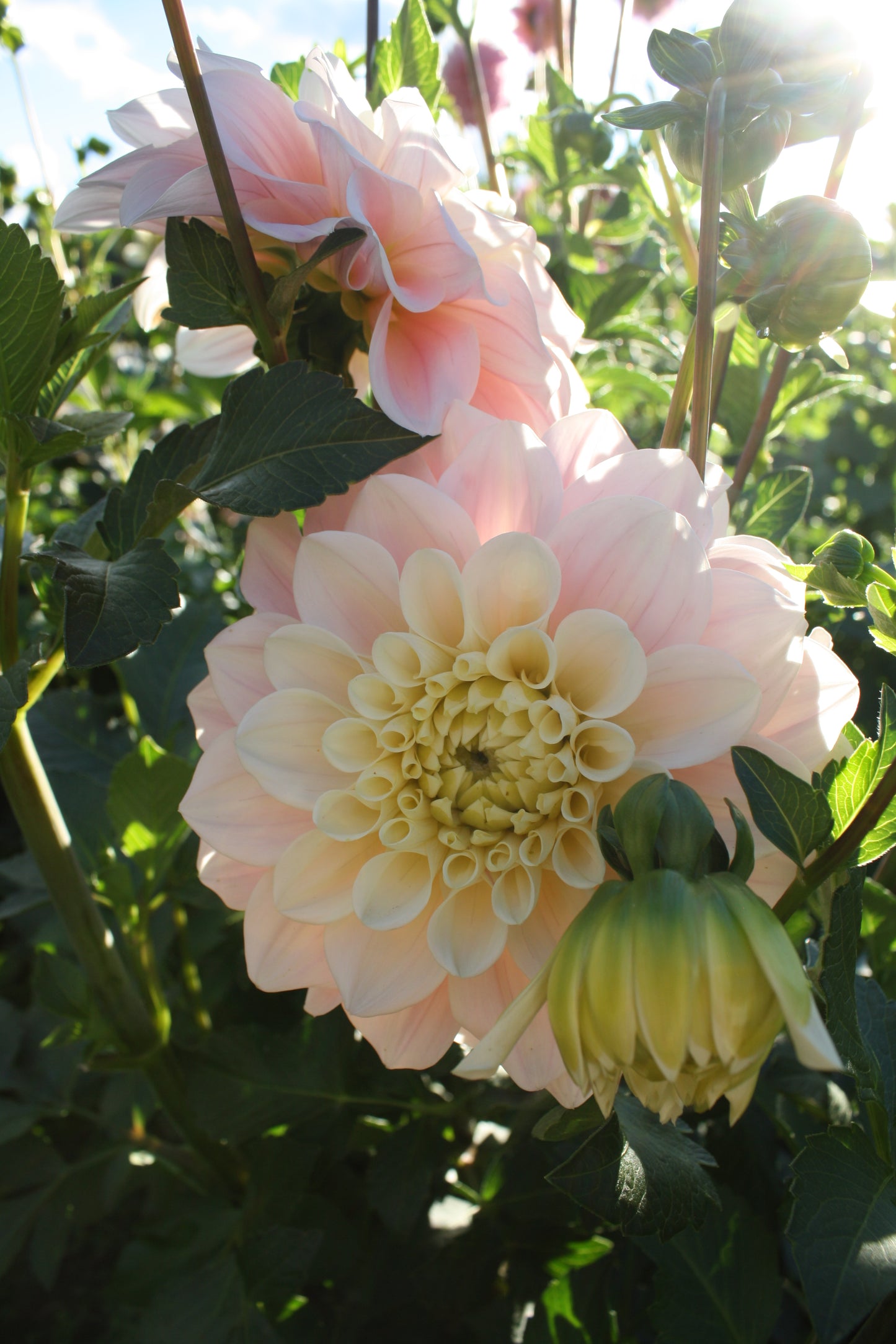 Wizard of Oz Dahlia Tuber