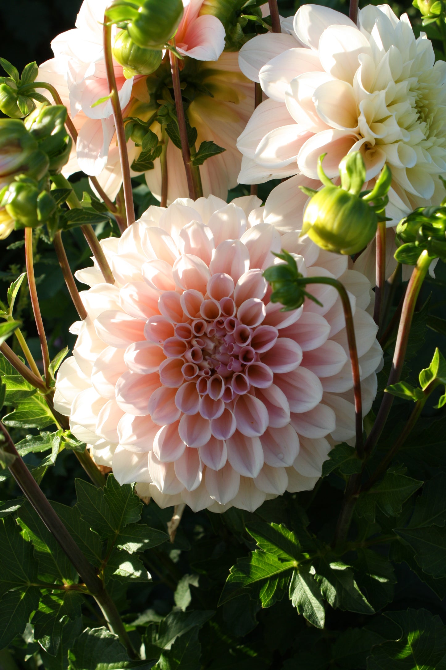 Wizard of Oz Dahlia Tuber