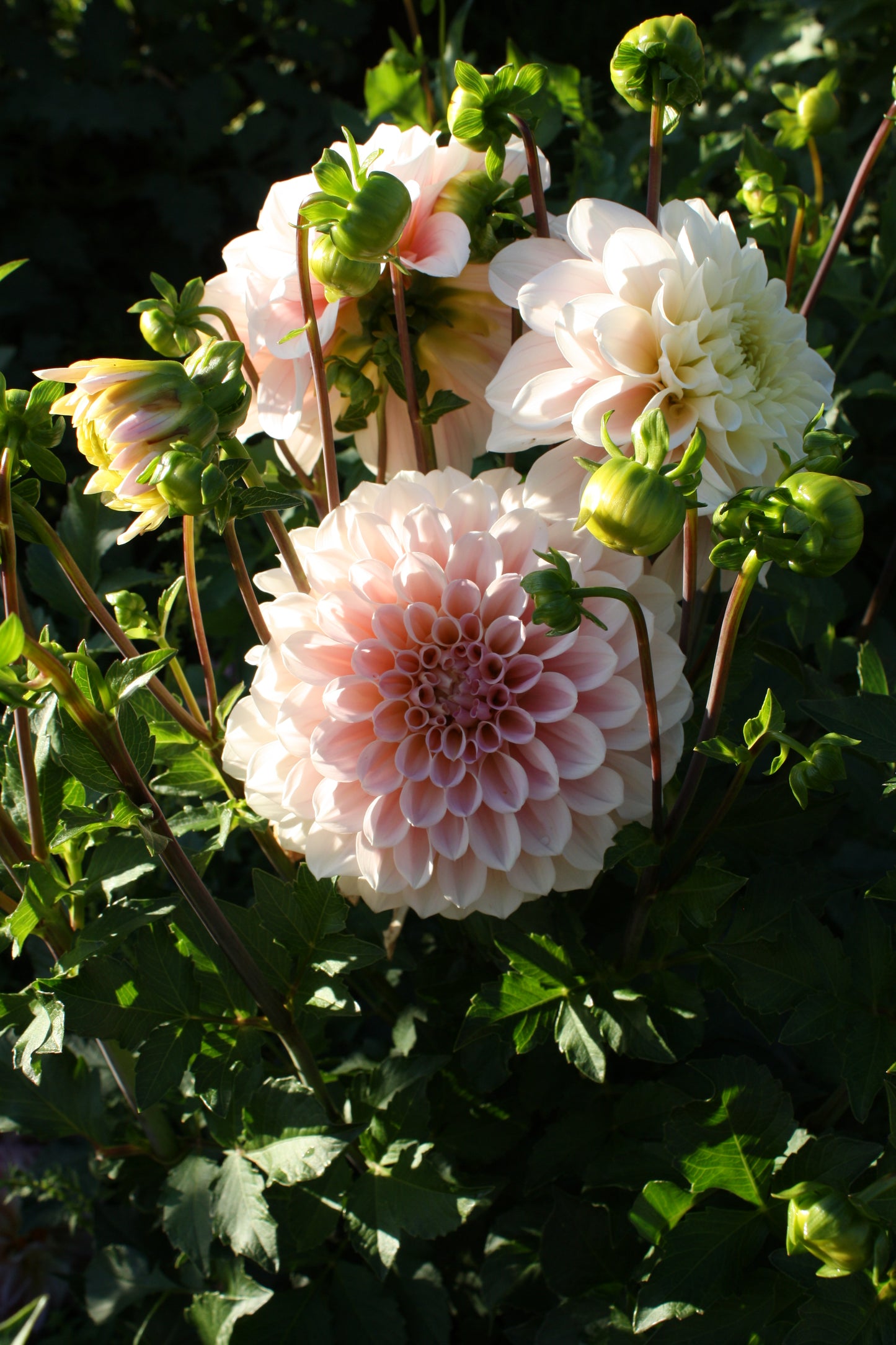 Wizard of Oz Dahlia Tuber