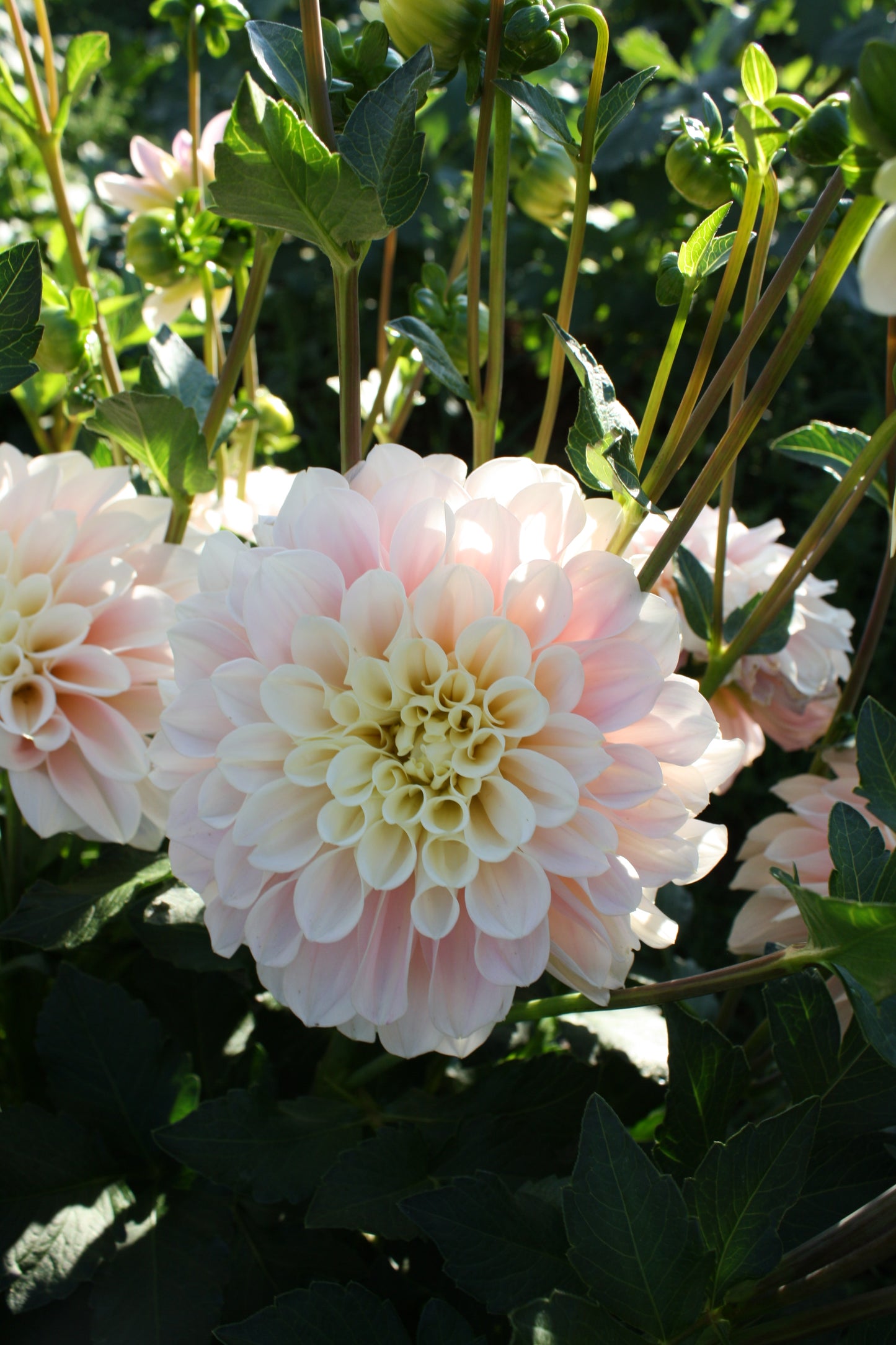 Wizard of Oz Dahlia Tuber