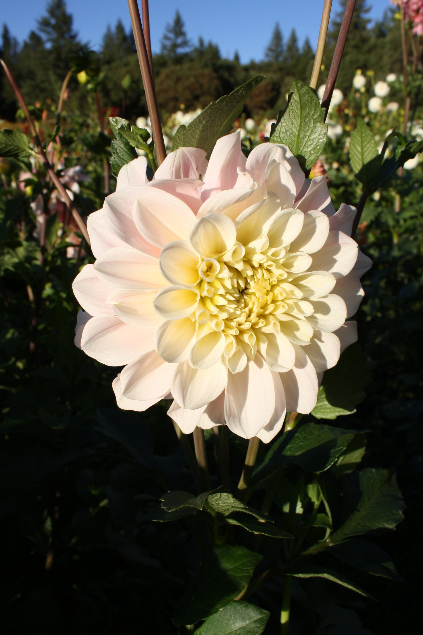 Wizard of Oz Dahlia Tuber