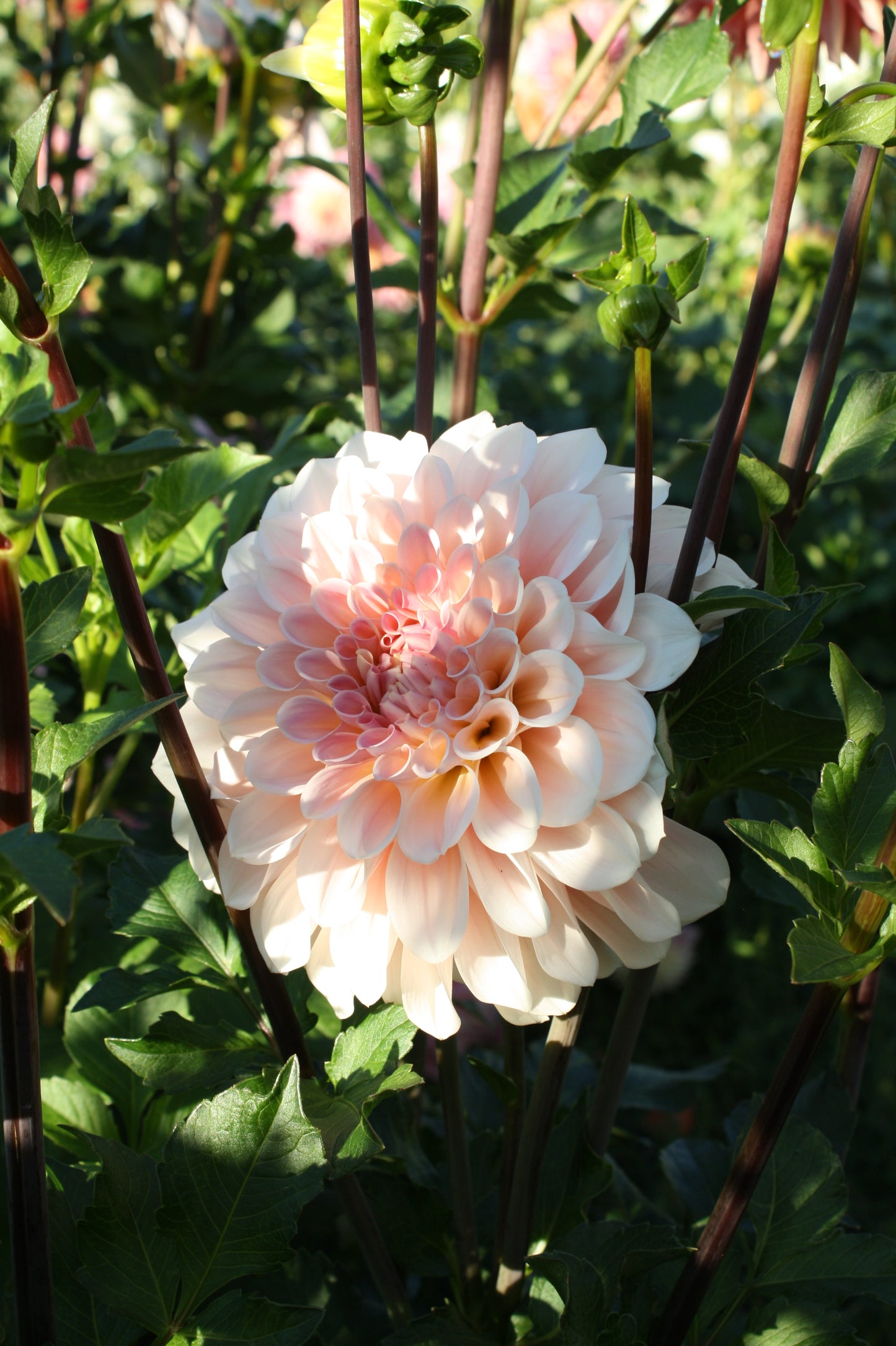Wizard of Oz Dahlia Tuber