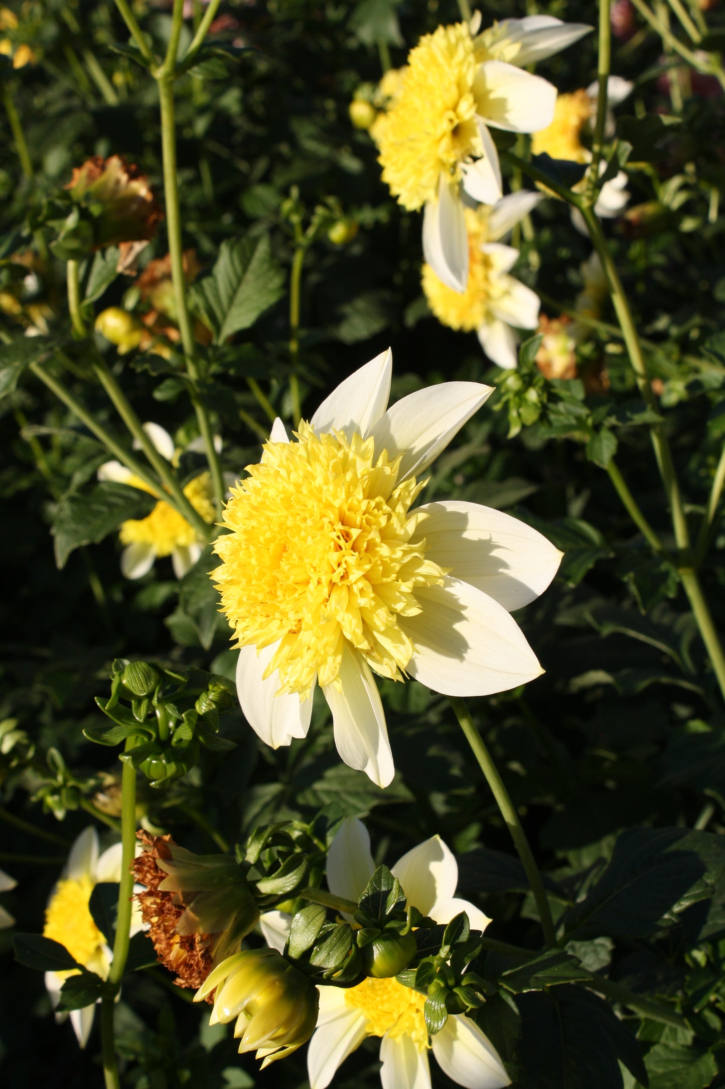 Sandia Summertime Dahlia Tuber