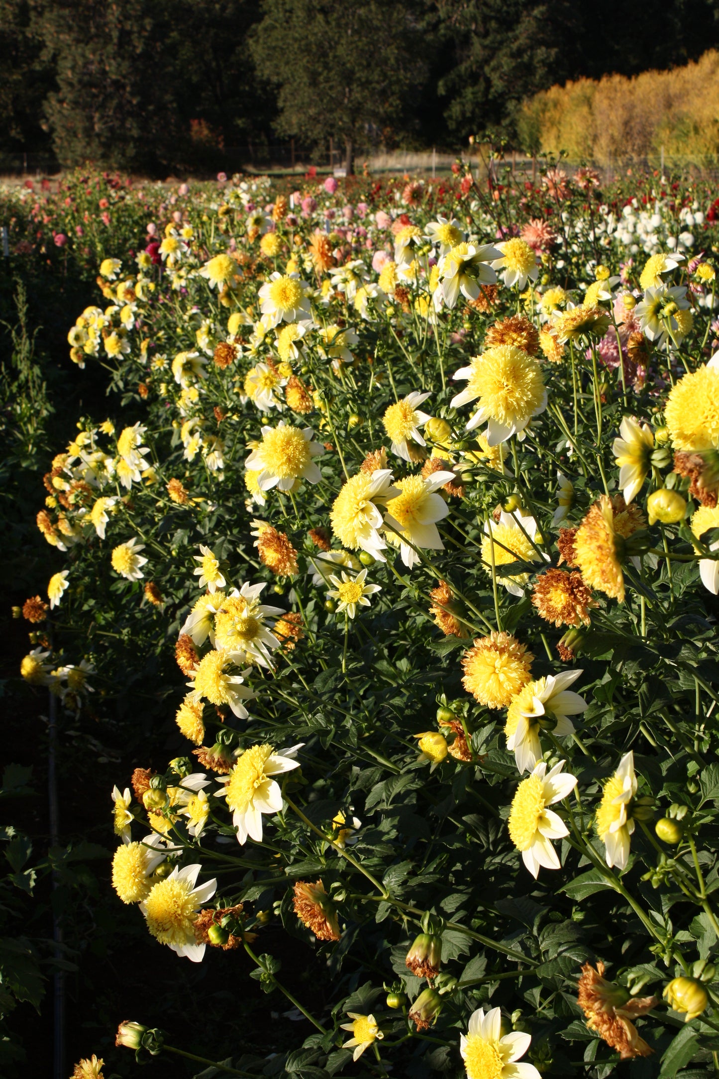 Sandia Summertime Dahlia Tuber